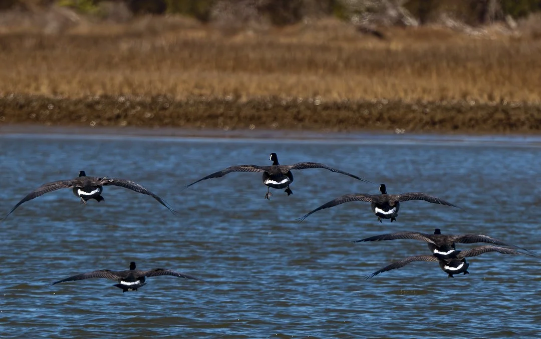 Geese Landing20250217.jpg