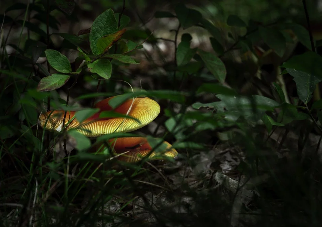 Amanita Jacksonii  - 00520250929.jpg