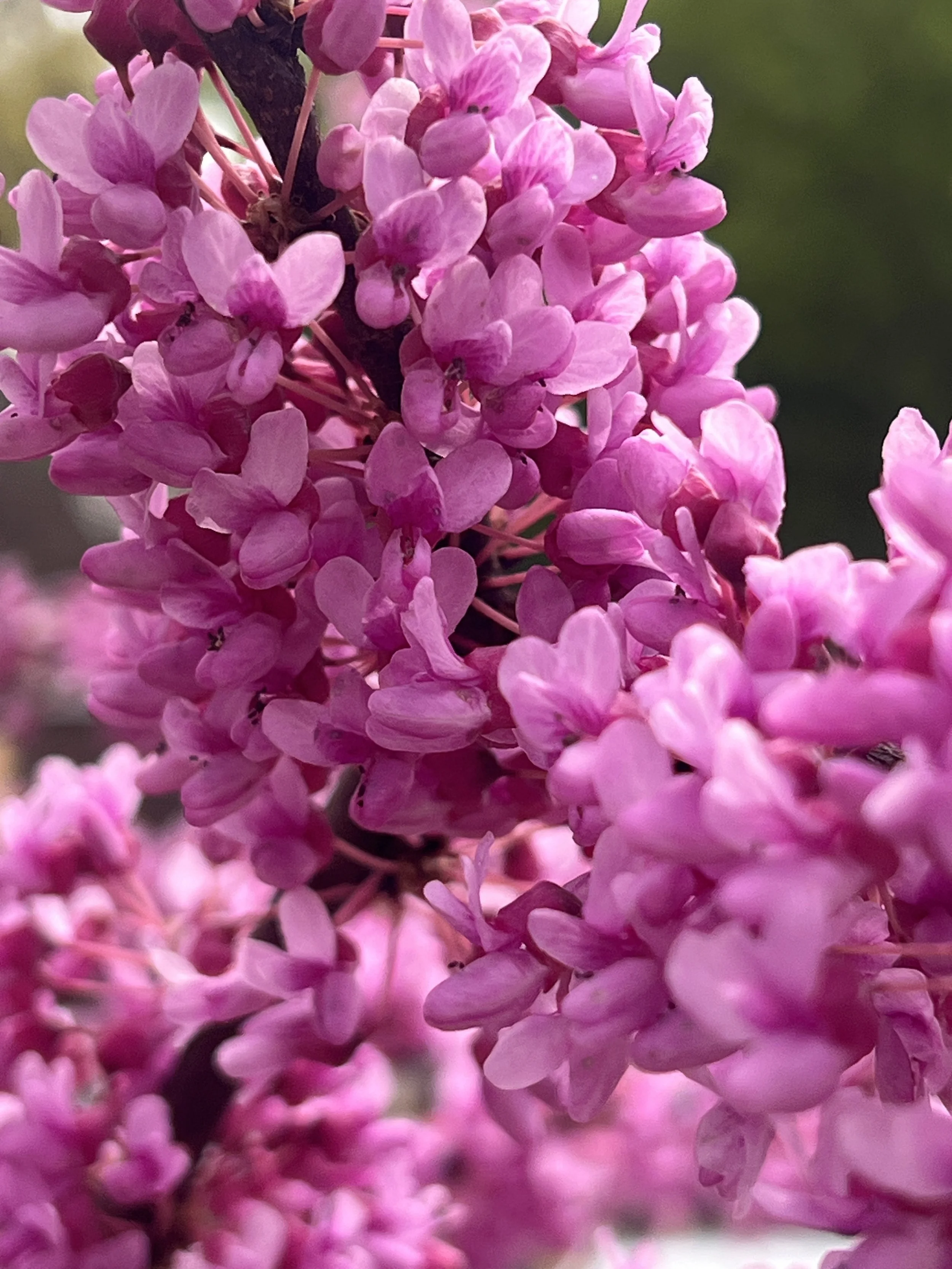 Close-up of pink lilac flower cluster with a blurred green background.
