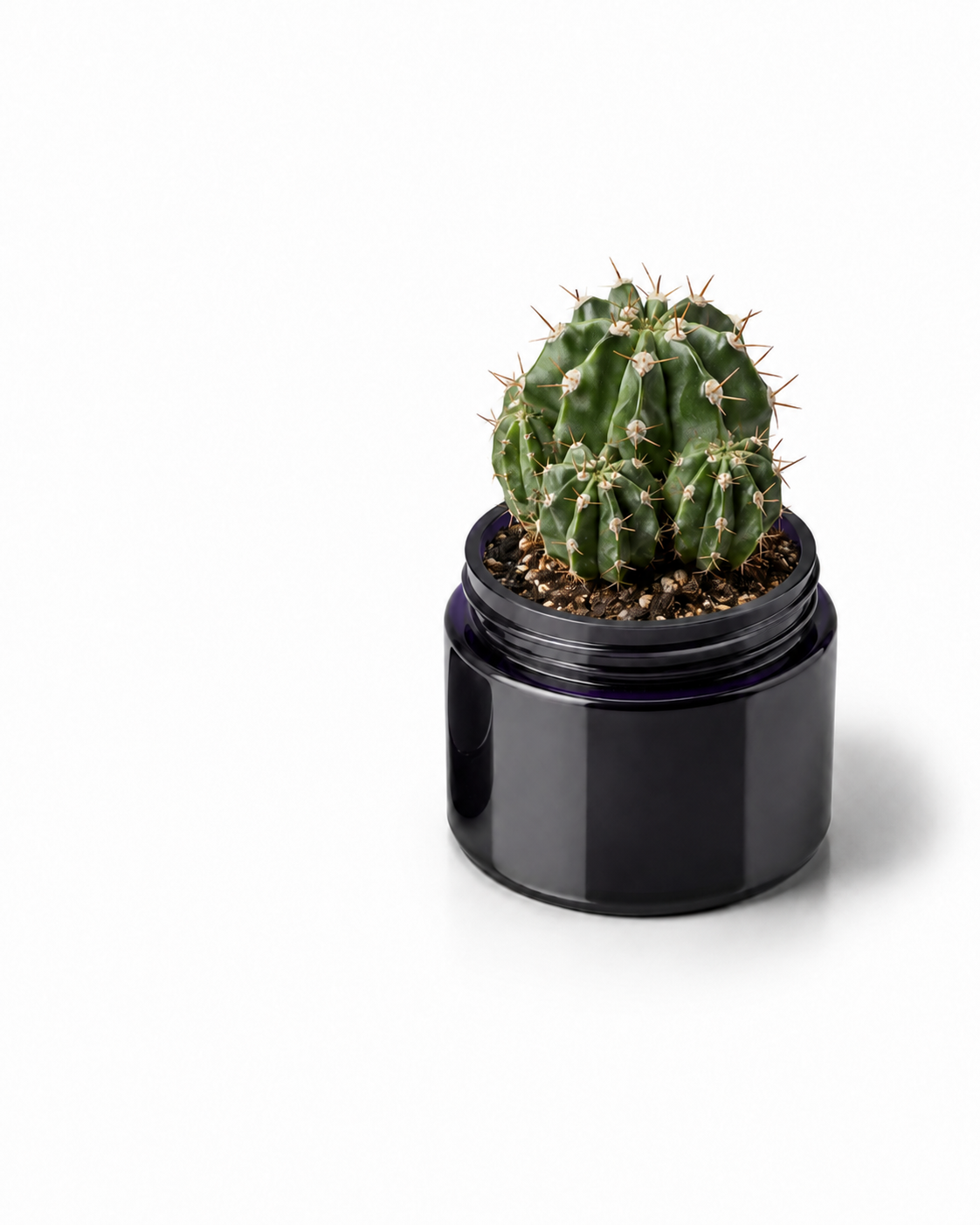 Miron Glass Jar Plant.png