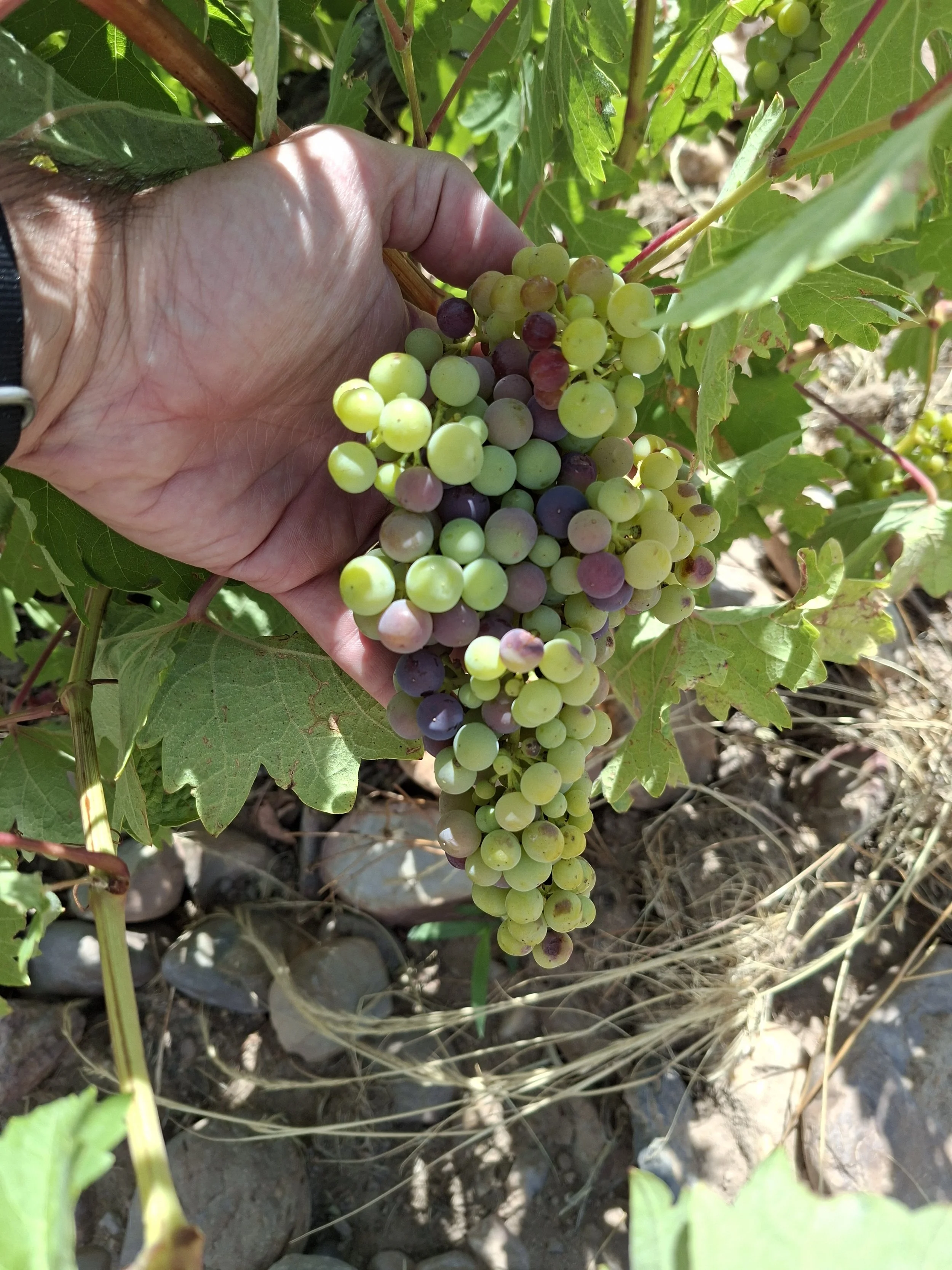 Control de maduración de un racimo de uvas en un viñedo español