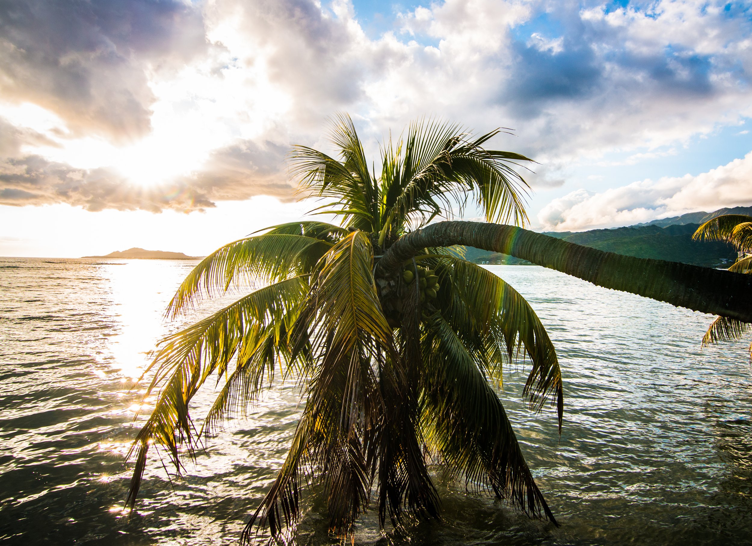Ocean Palm.jpg