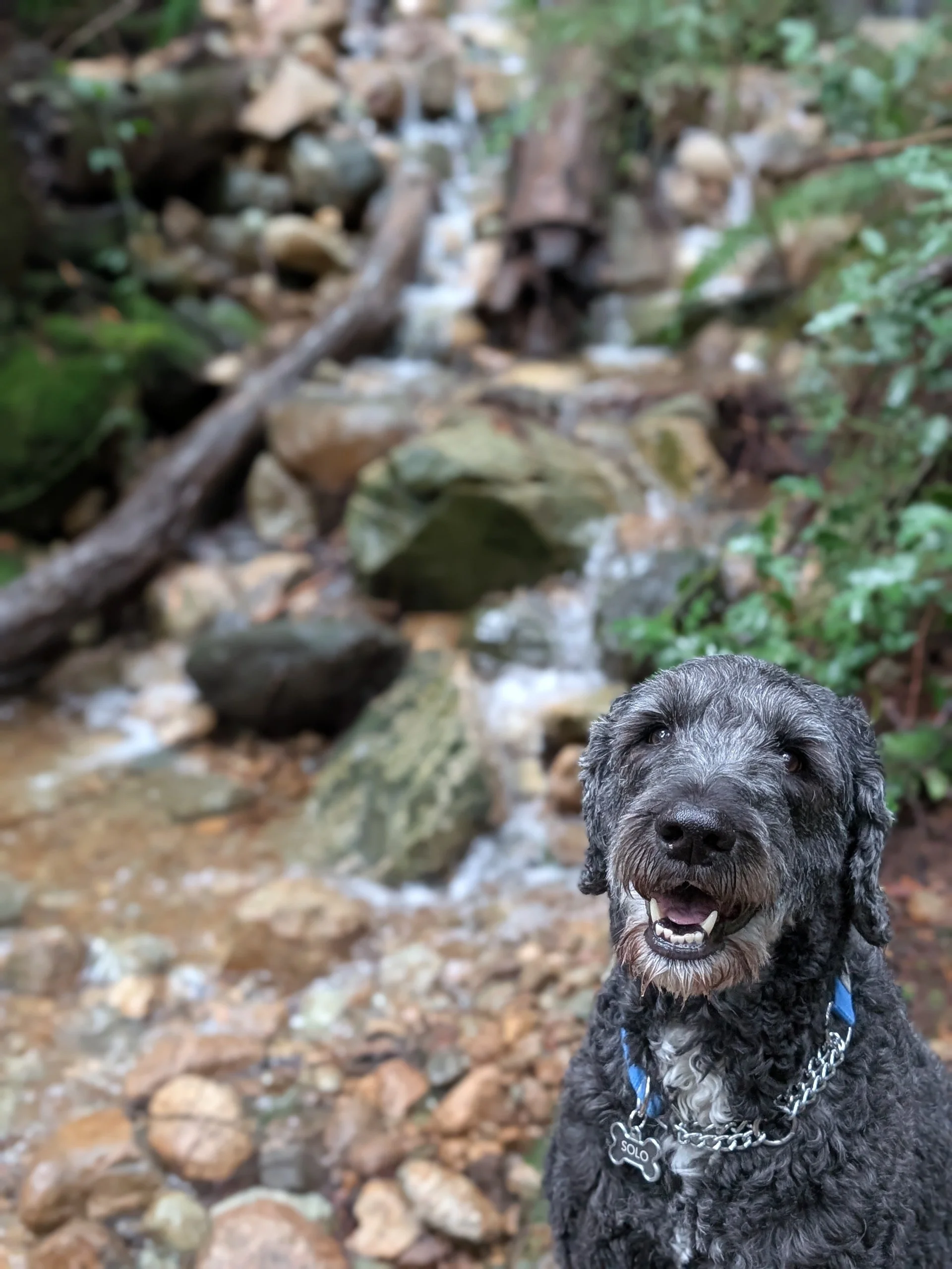 Who Let the Dogs Out? (Seriously, Port Moody Wants to Know)