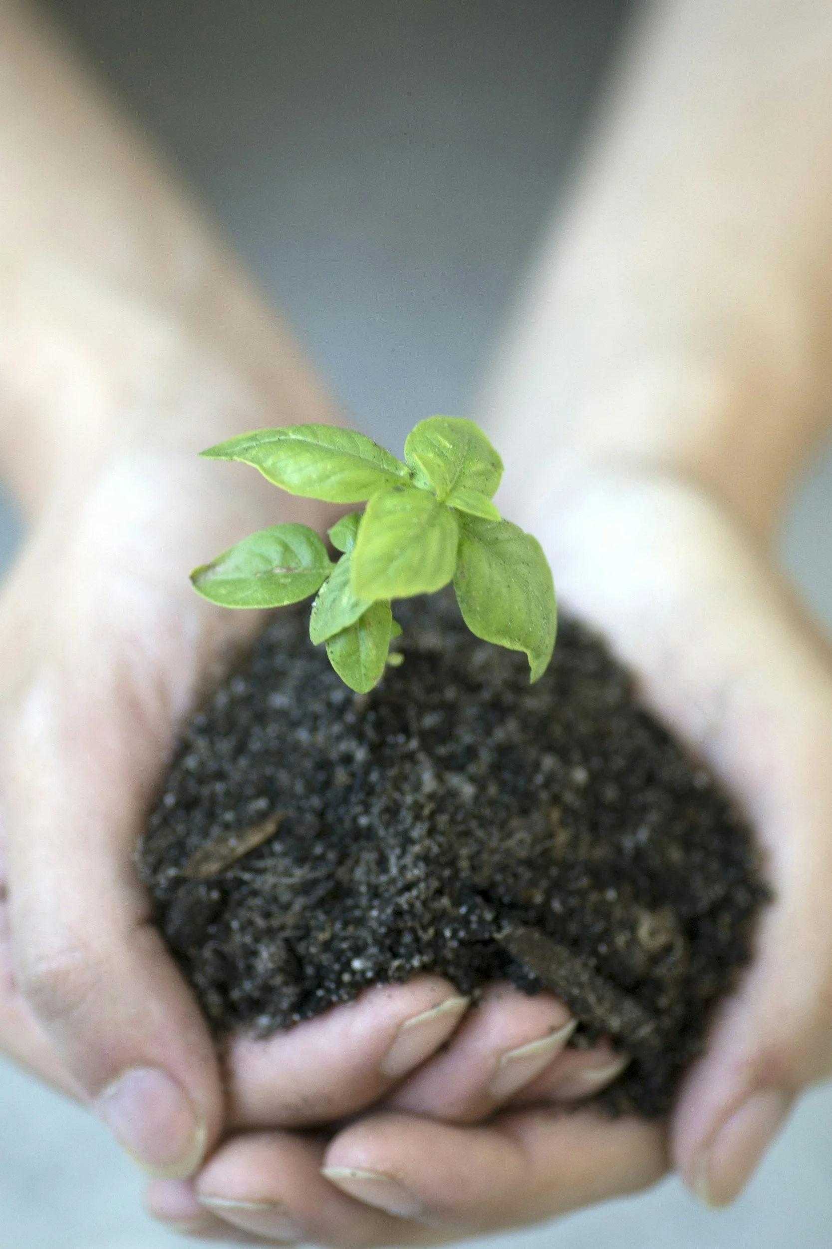 Close-up of hands holding dark rich soil with a small green sprout emerging.