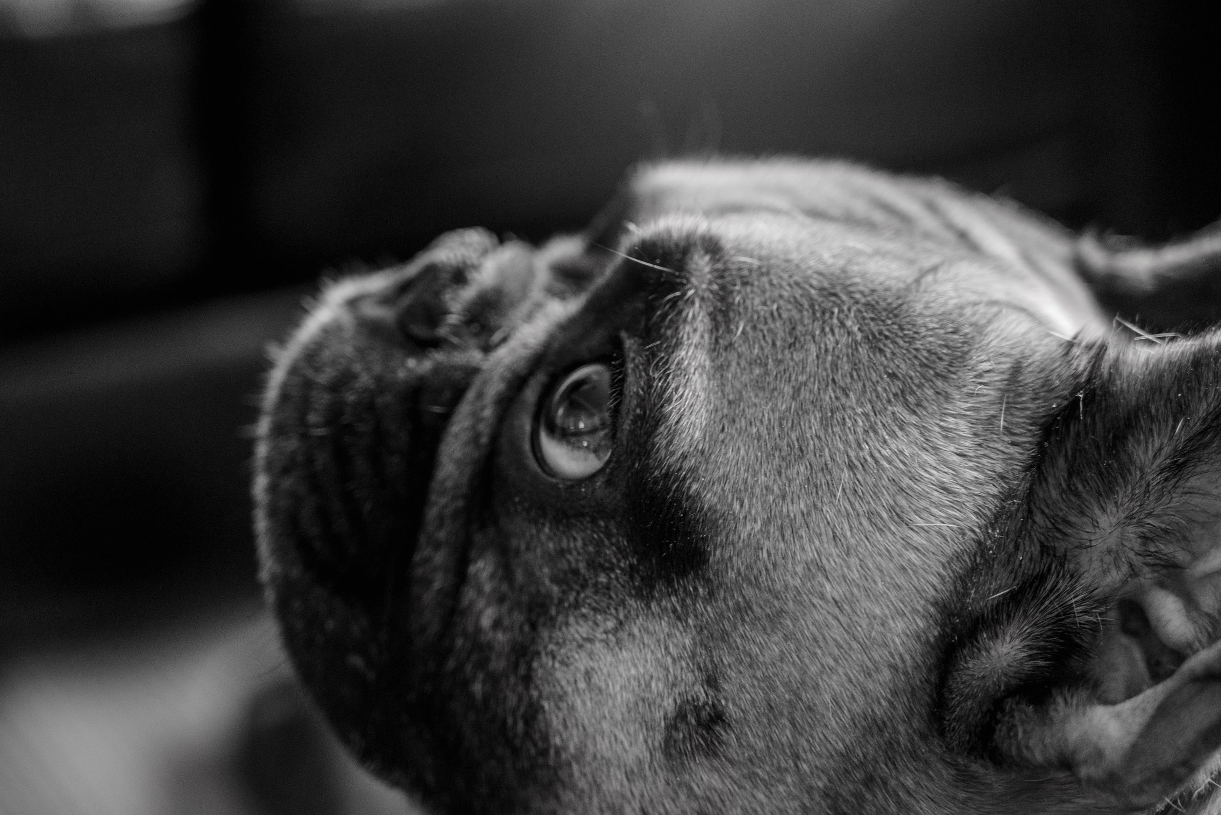 Close-up black and white photograph of a dog lying down, looking upwards with its eyes.