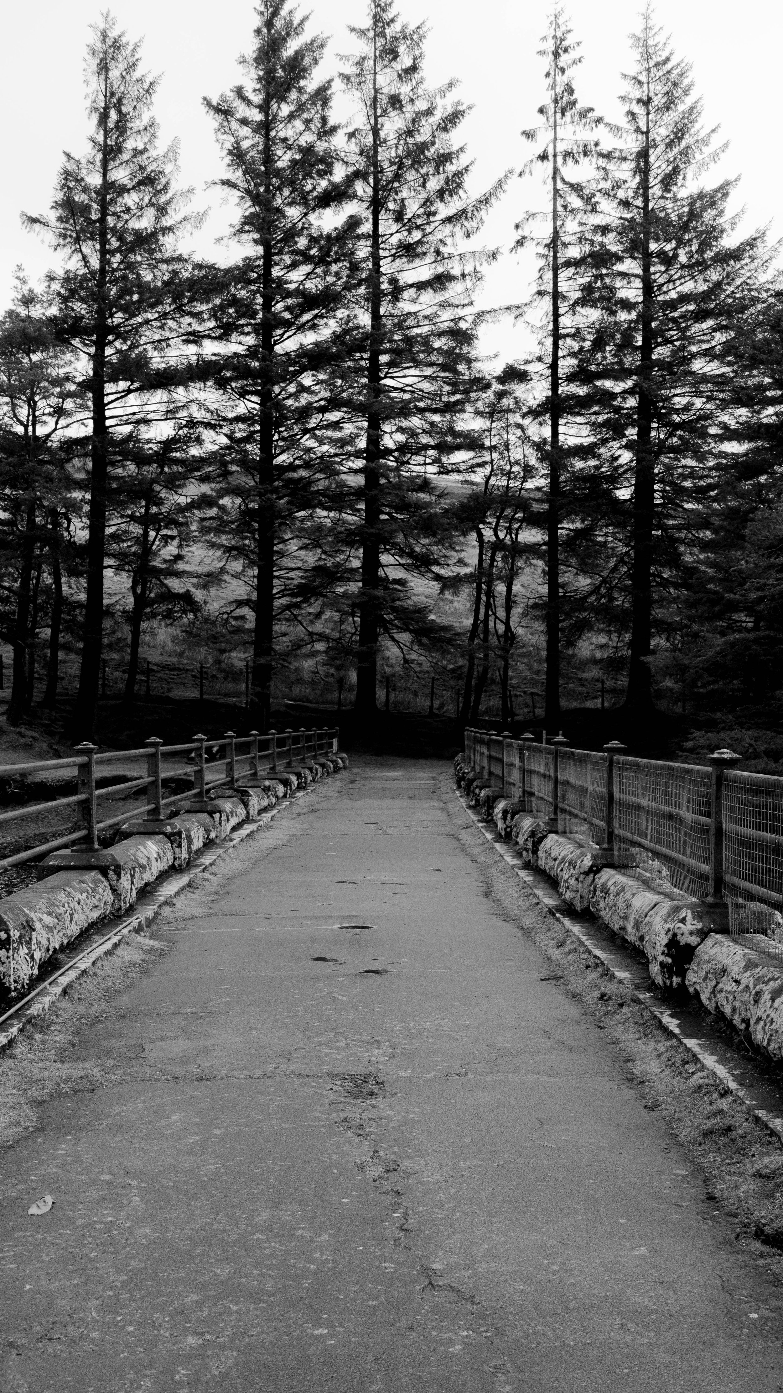 black and white-2.jpg