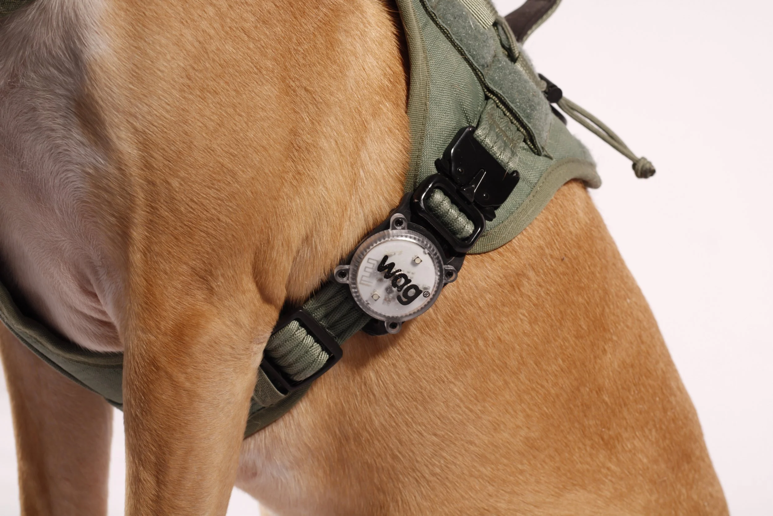 Close-up of a dog wearing a green harness with a Gps tracker attached around its neck.