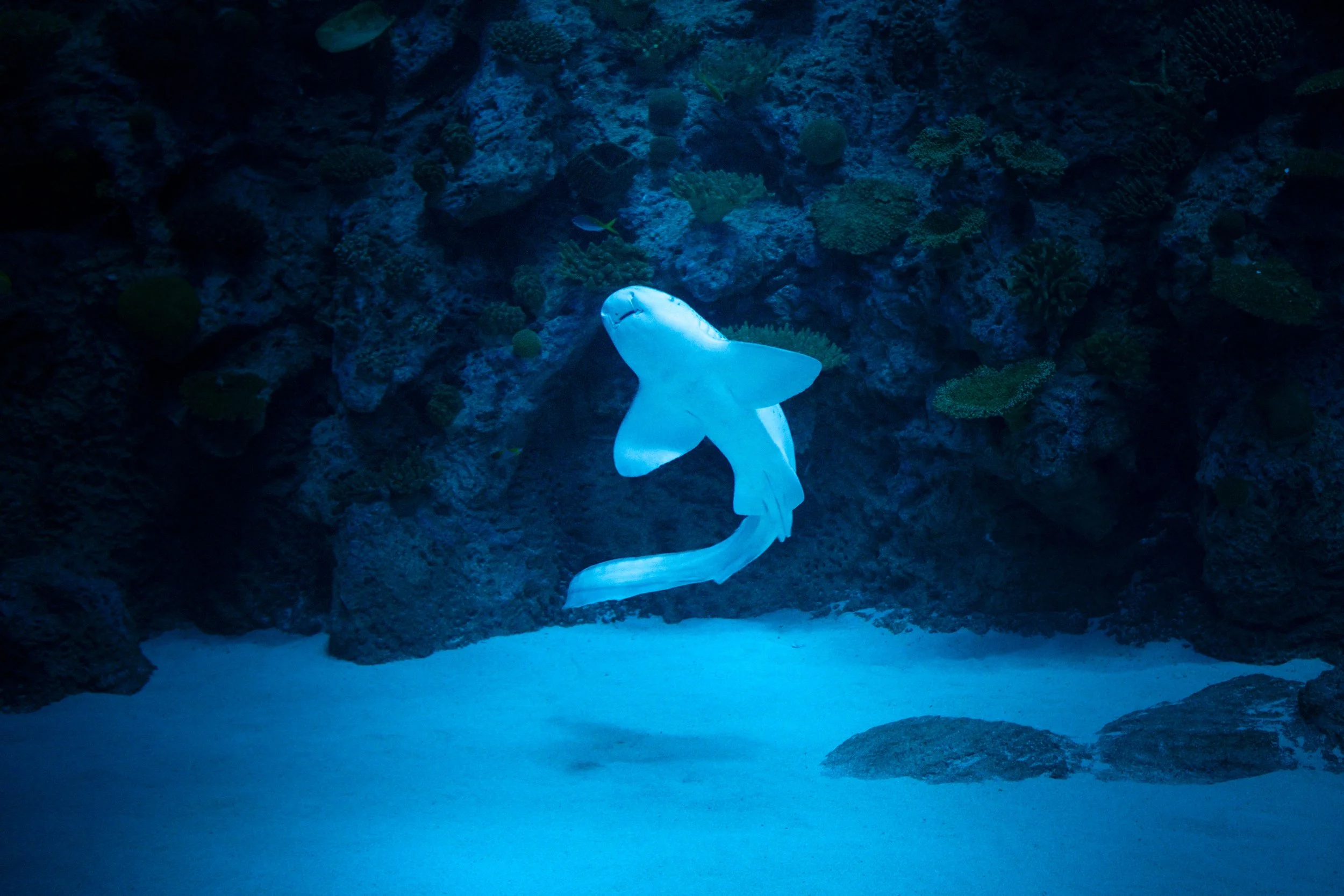 An underwater scene featuring a white whale statue swimming near rocks and coral in a tank.