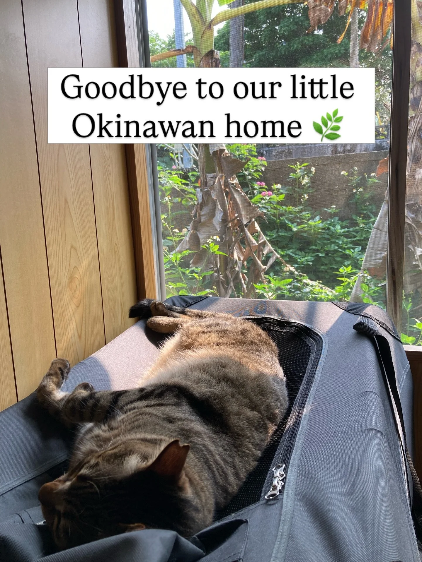 Good morning from Ogimi! 🌿

Today we&rsquo;re leaving Ogimi and heading south to stay at an Airbnb for one night before our flight tomorrow.

We&rsquo;ve been living in this 78-year-old traditional Okinawan house for the past 1.5 years. It was our f