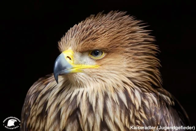 Wildtiergehege Hellenthal
