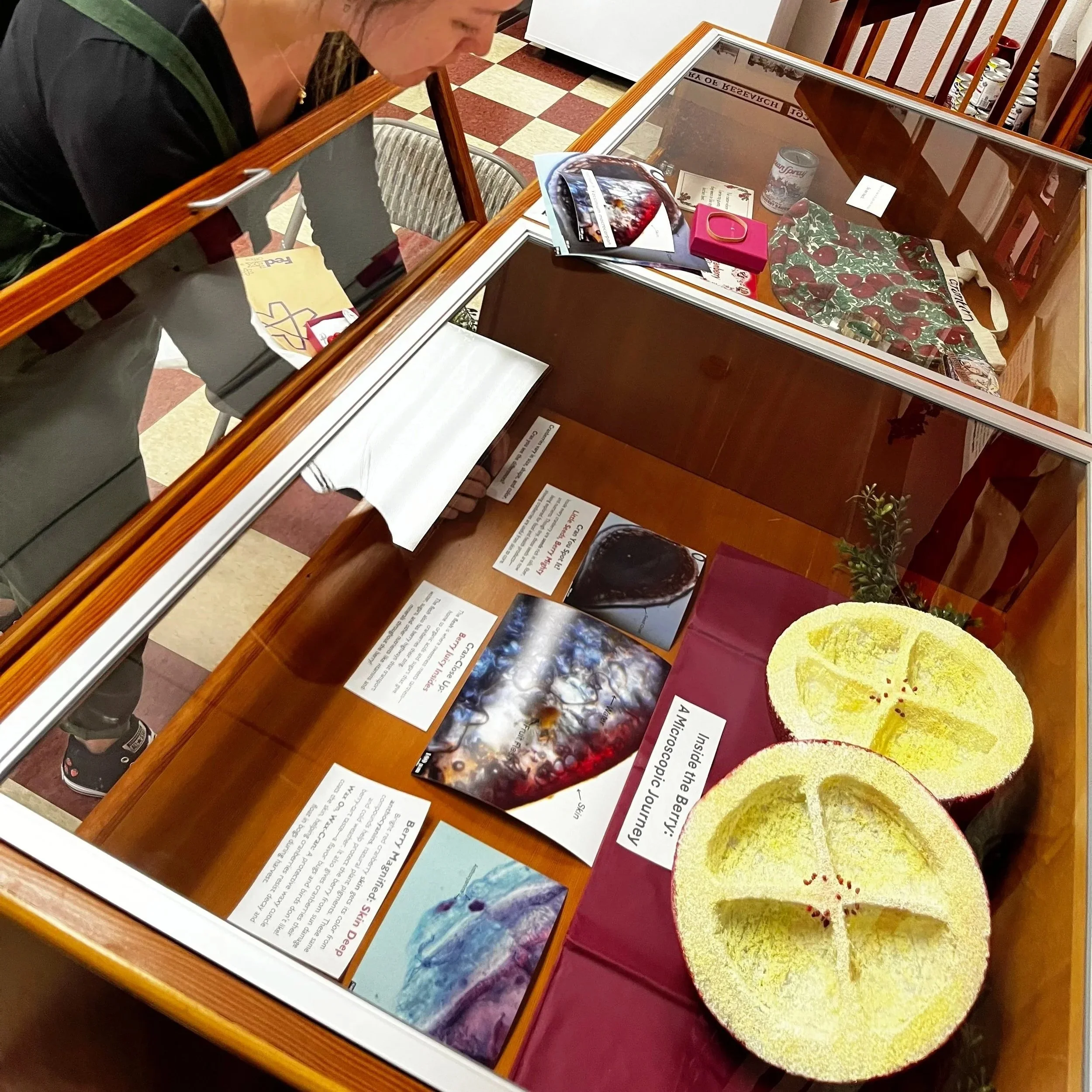 Display case containing a large, yellow apple-shaped object with a cross-shaped cutout on a red cloth, informational placards about berries and a colorful butterfly, and a person viewing the exhibit. The display is on a wooden table with a glass cover, inside a room with checkered flooring and chairs.