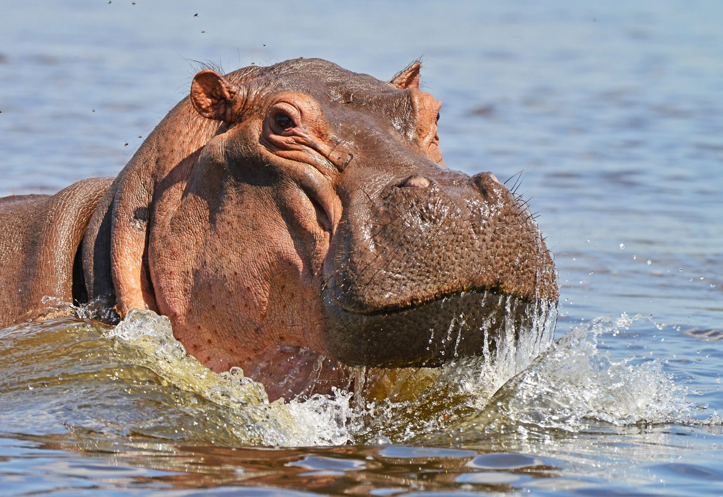 Hippopotamus spotted on a Nile River cruise in Murchison Falls Park