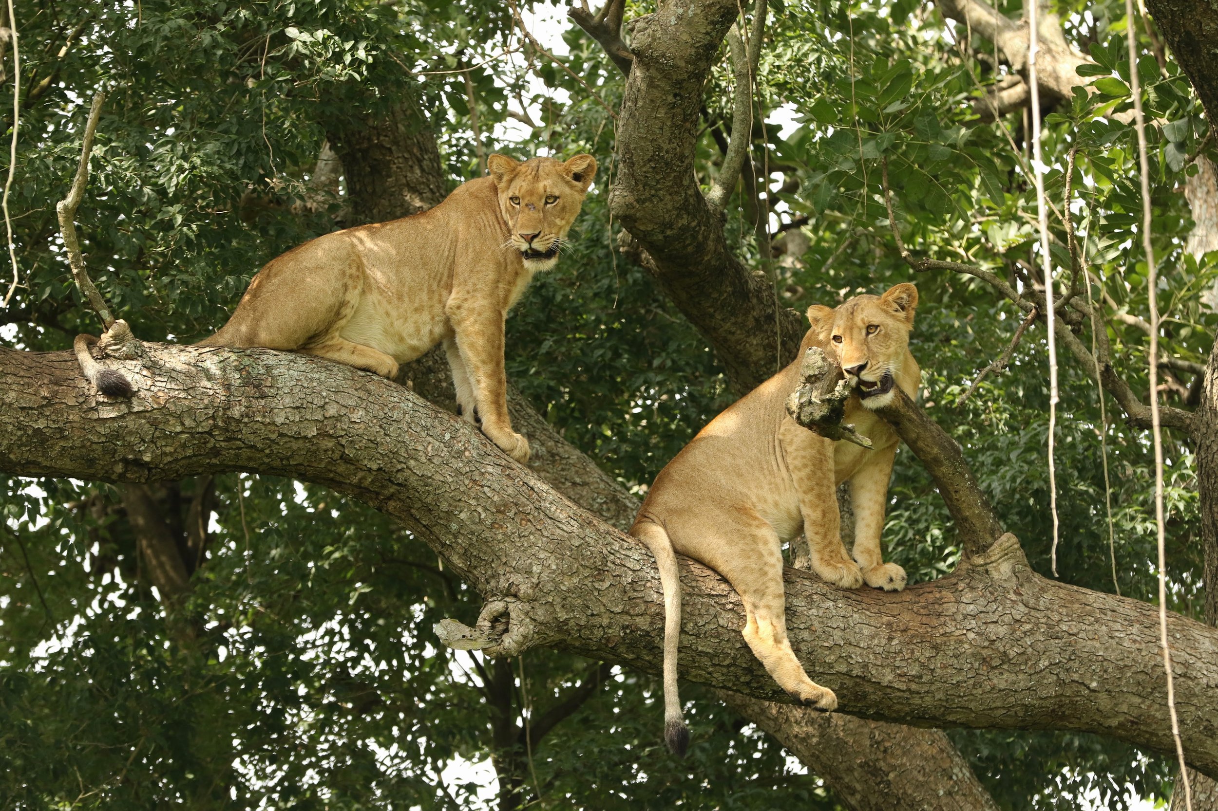 Uganda’s tree-climbing lions are a rare phenomenon, found primarily in the Ishasha sector of Queen Elizabeth National Park. While most lions roam the ground, these big cats lounge in fig and acacia trees, especially during hot afternoons. Their unusu