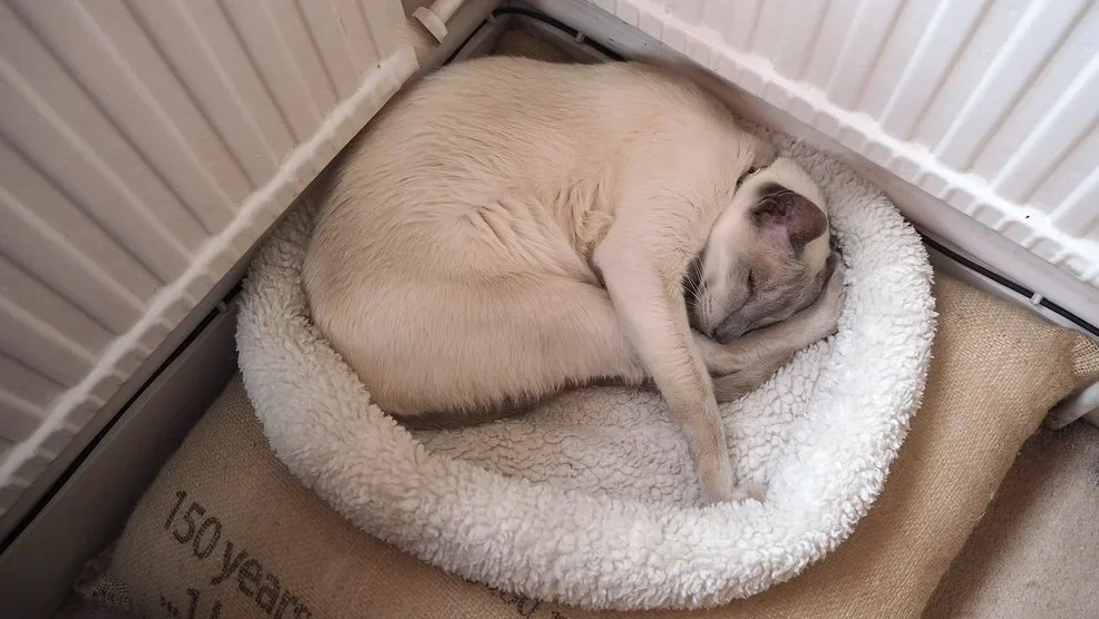 A Siamese cat is sleeping curled up in a white, fluffy pet bed placed on a burlap sack that has some printed text, inside a cage or enclosure with vertical white bars.