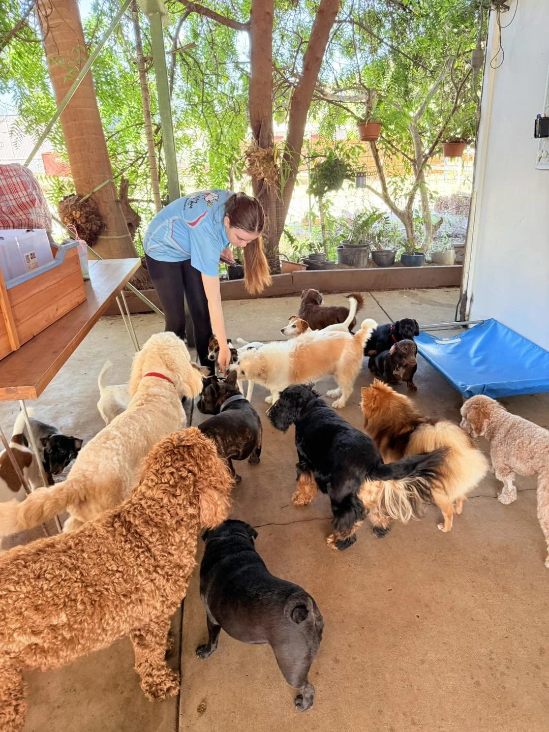 A woman, wearing a blue shirt, is surrounded by numerous dogs of various breeds, colors, and sizes, inside a spacious area with a concrete floor and a backdrop of trees and plants.