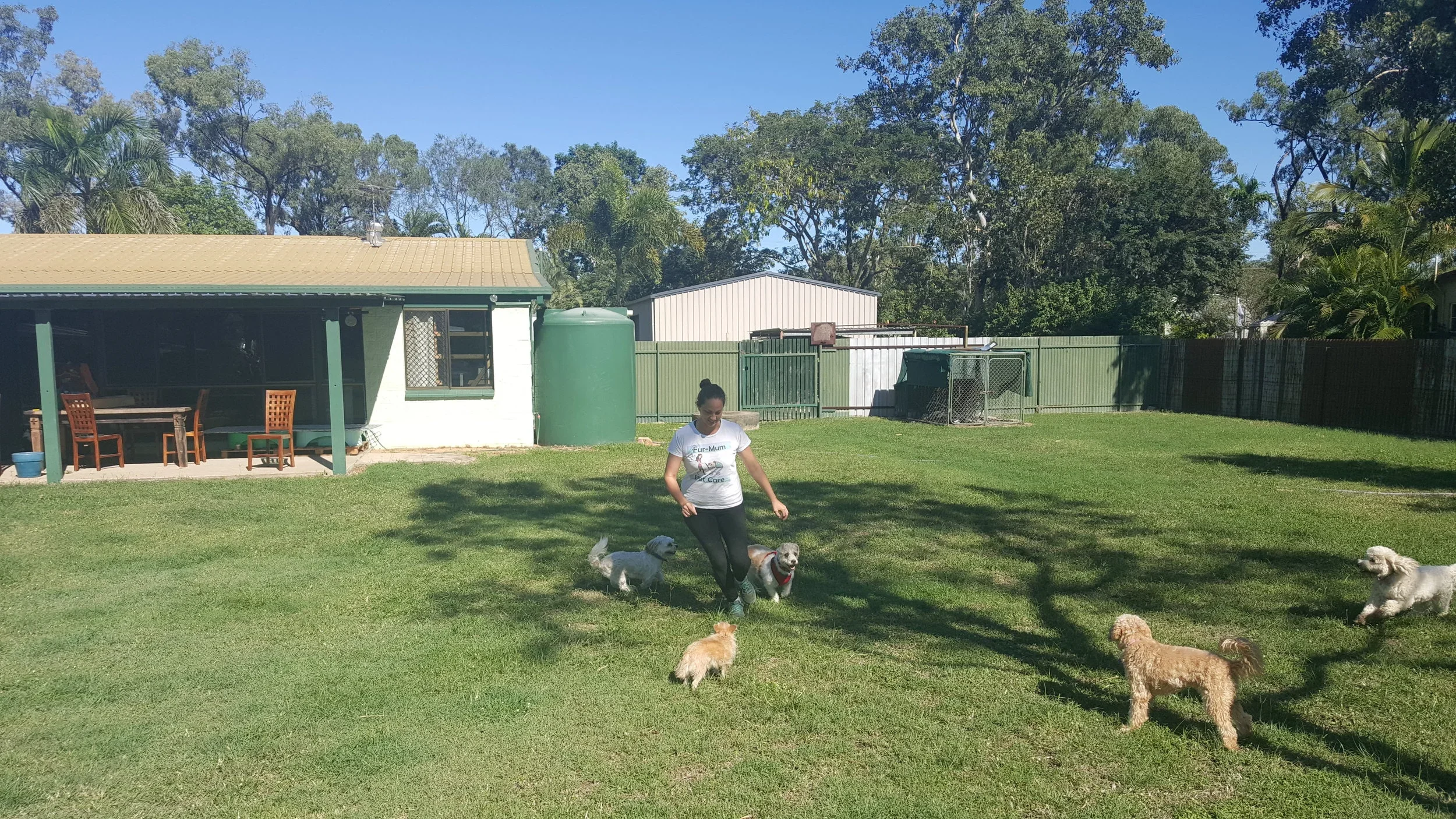 Woman playing with multiple dogs in a backyard on a sunny day.