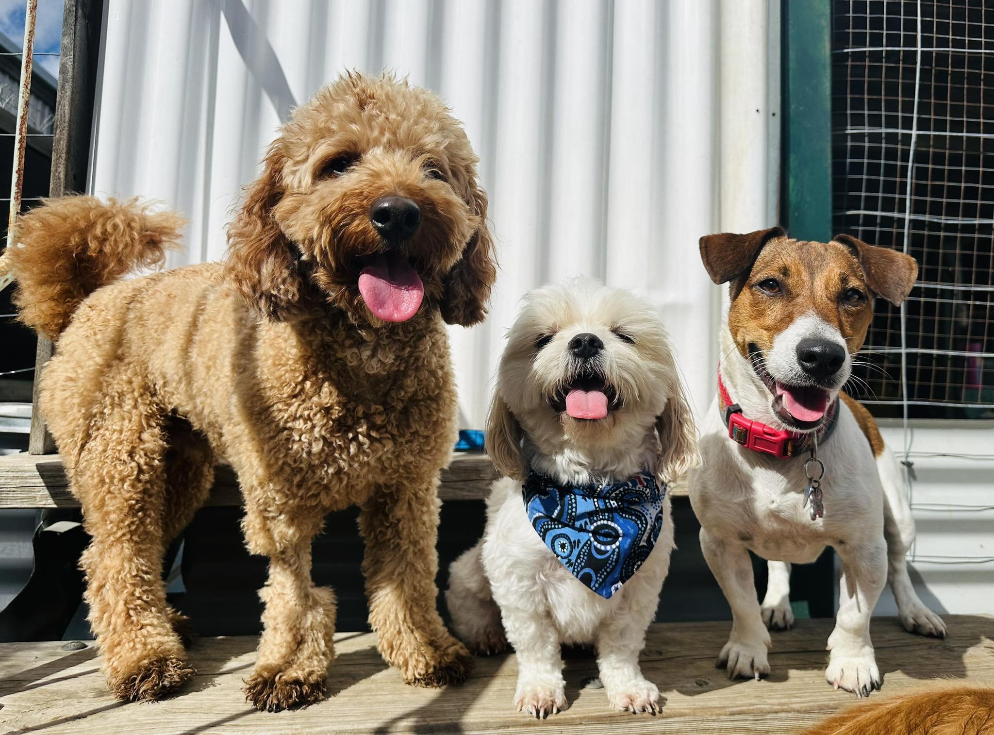 Three dogs standing on a wooden platform outdoors, smiling with tongues out, in front of a white wall and metal fencing.