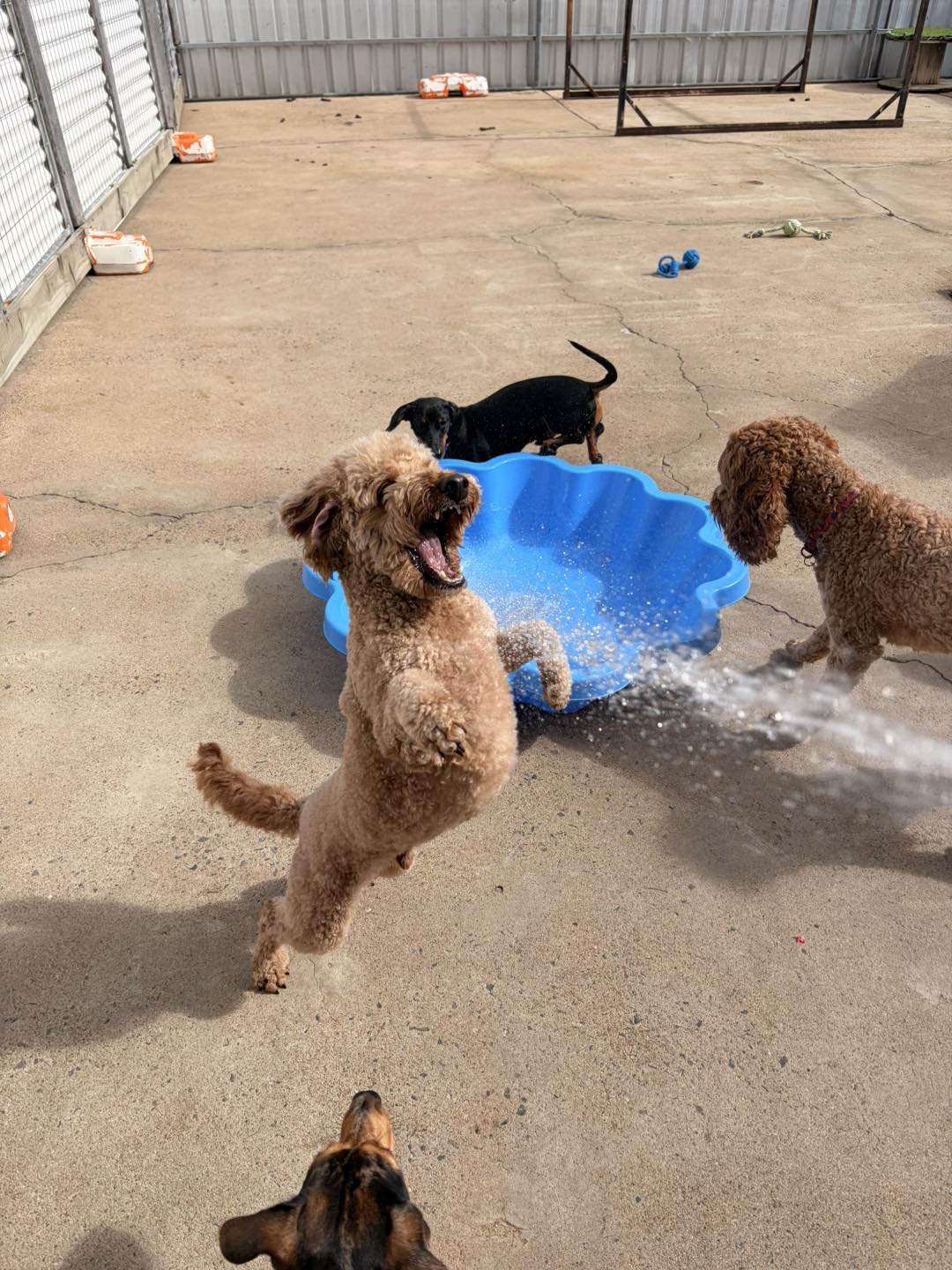Four dogs playing outdoors on a concrete surface near a blue plastic kiddie pool, with one dog jumping mid-air, another dog inside the pool, and the other two dogs nearby, in an enclosed yard with metal fencing.