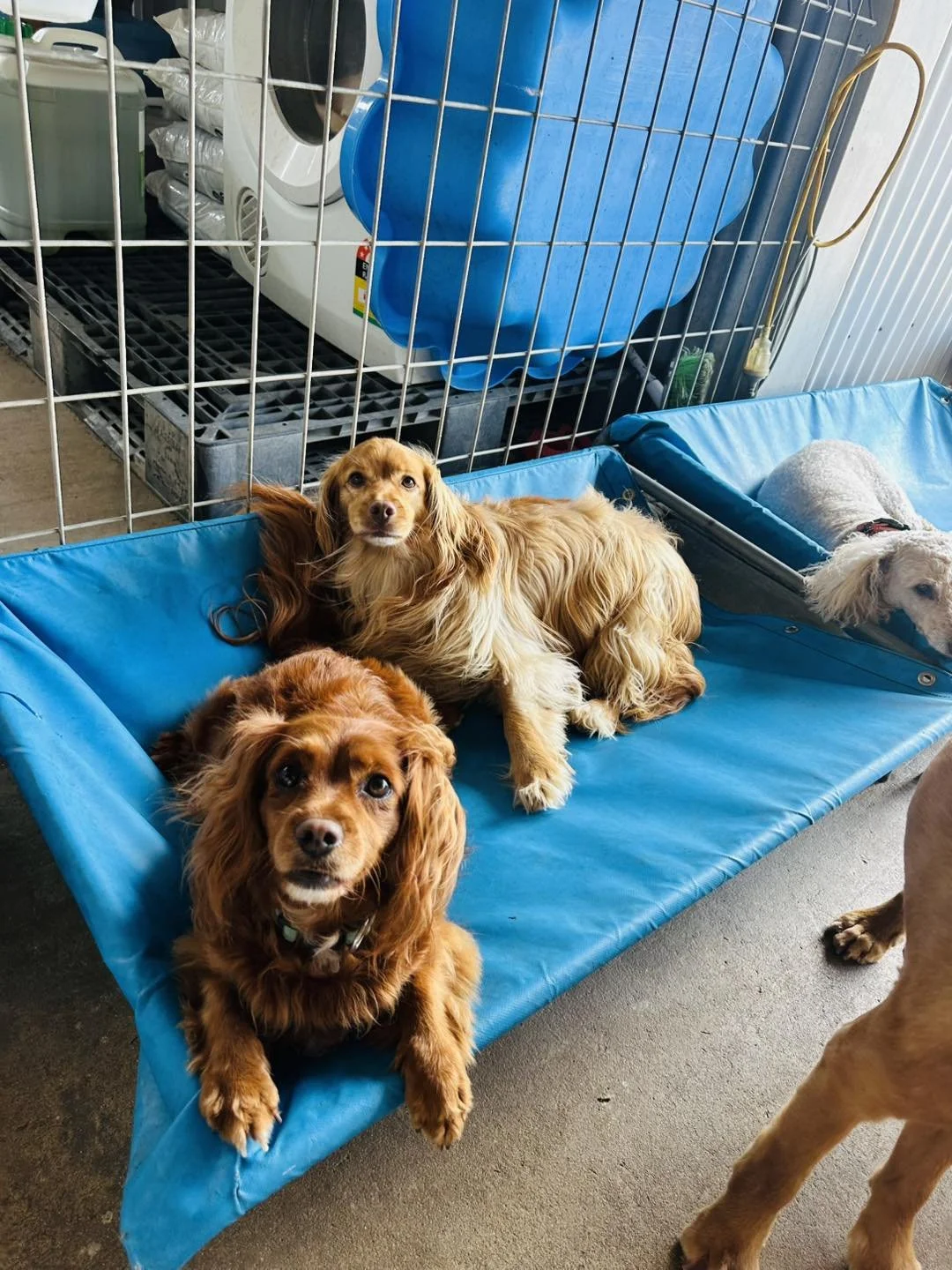 Three dogs sitting on a blue resin bed inside a kennel with a wire cage and laundry appliances in the background.