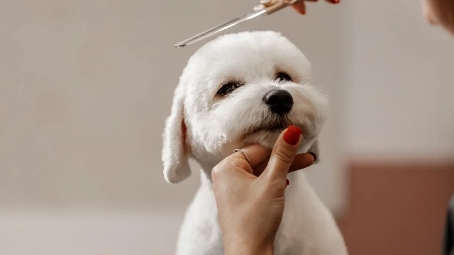 A white dog getting a haircut at a grooming salon, with a person holding its chin and a grooming scissors approaching its head.