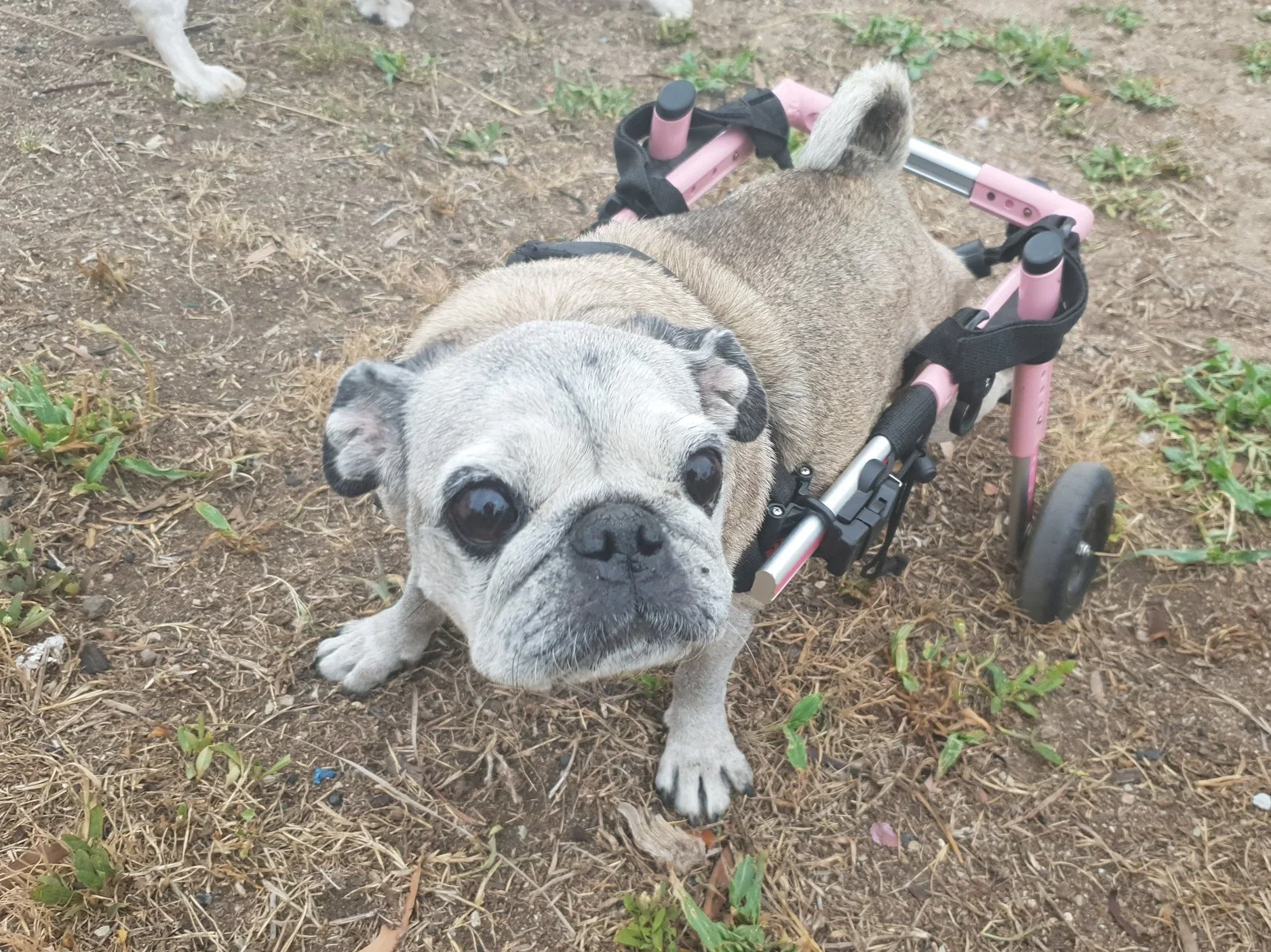 A small dog, likely a French Bulldog, standing on dirt with grass, using a pink and black wheelchair to assist with mobility.