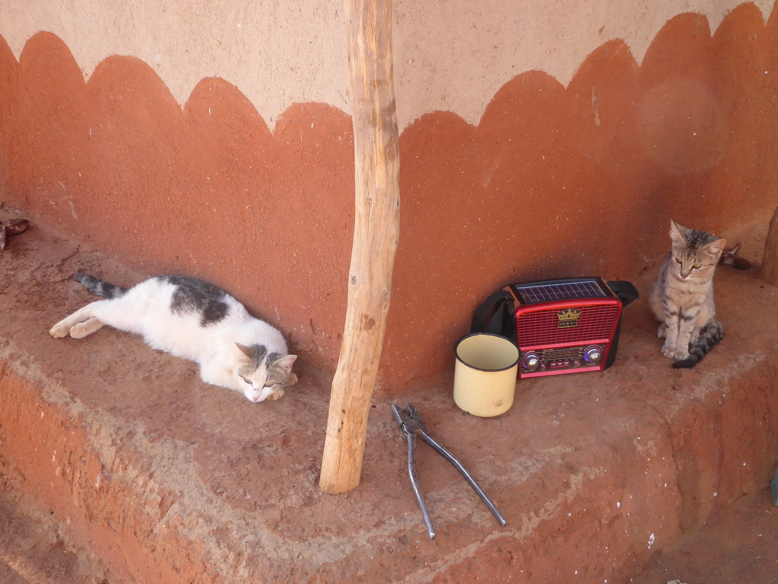 Two cats resting on a dirt ledge beside a rustic wooden support and a small red radio, with a yellow mug and pliers nearby, against a background of reddish-brown textured wall with painted scallops.