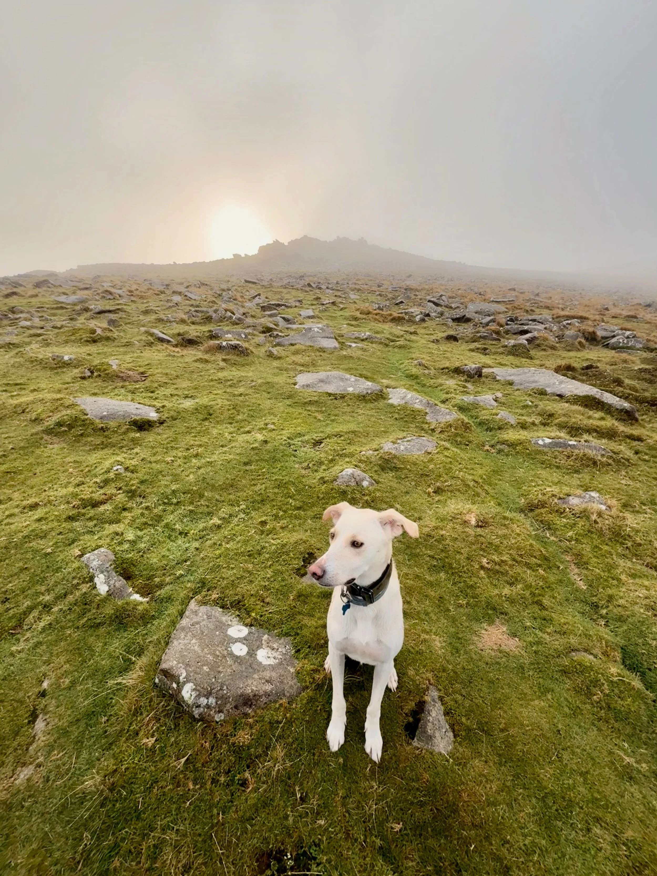 Dog sitting on a grassy hill with rocks, foggy weather, and a low sun in the background.