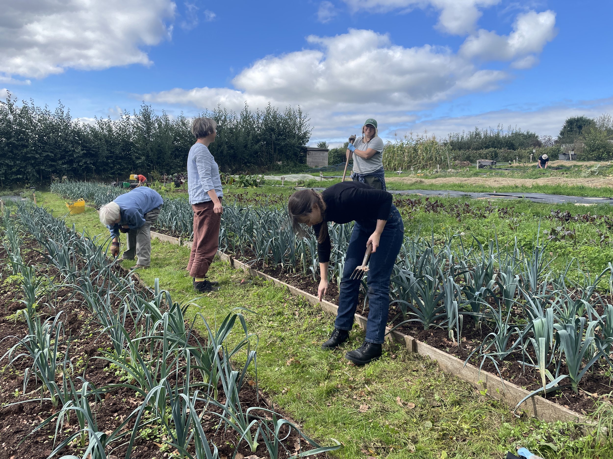 People working in a vegetable garden on a sunny day with a blue sky and clouds, planting and tending to crops.