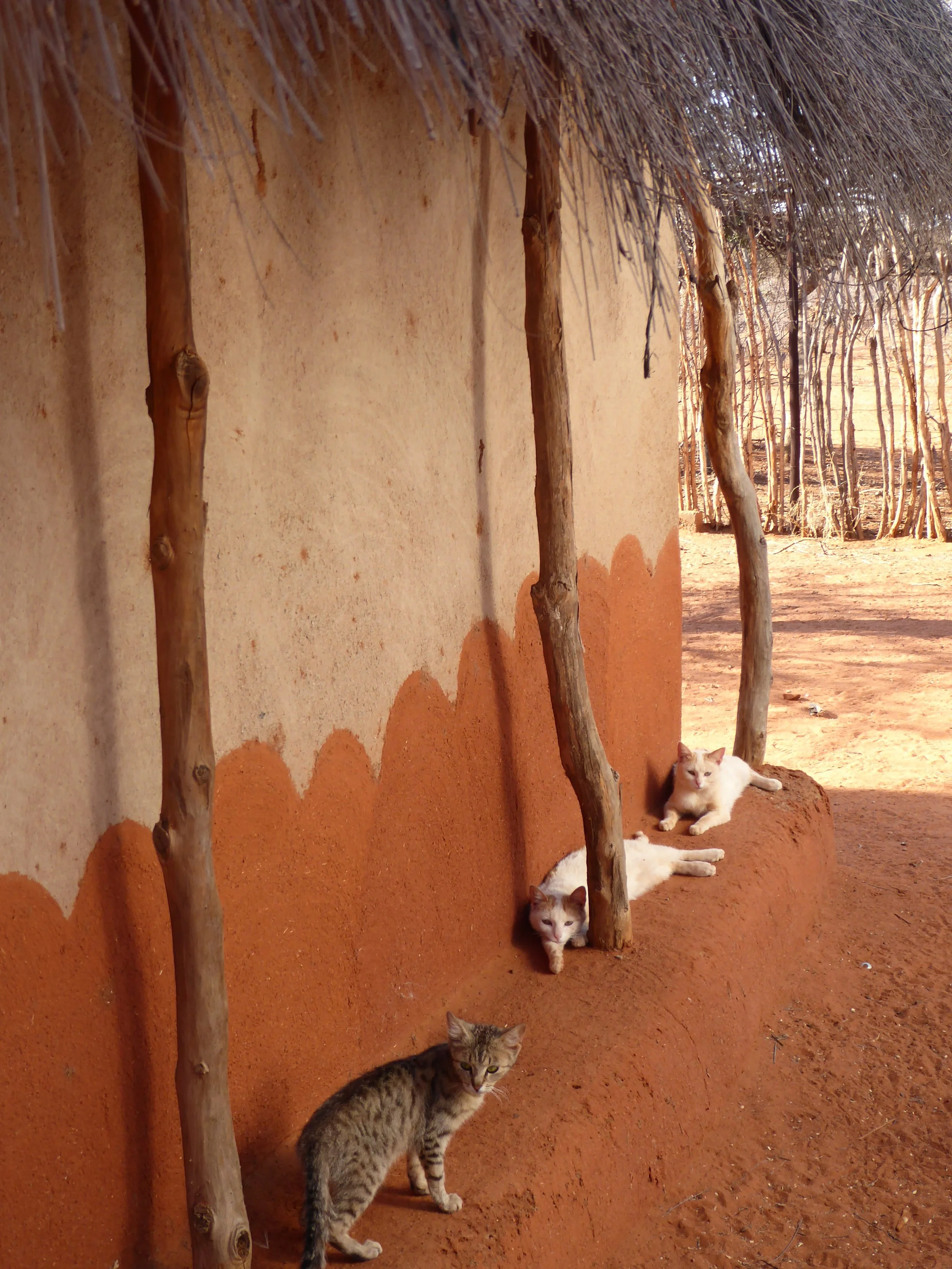 Three cats lying on the ground next to a mud wall and tree trunks in a rural setting with dry dirt ground and a fence in the background.