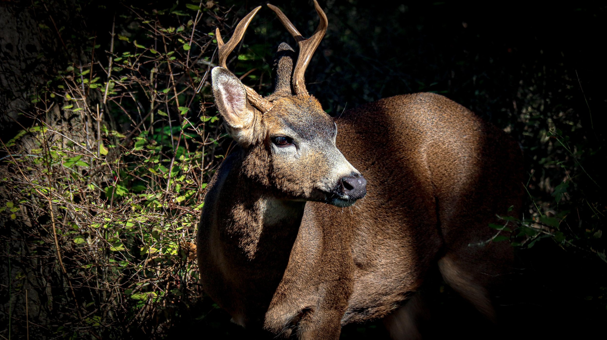 A brown deer with small antlers standing among bushes and greenery in a forest, partially illuminated by sunlight.