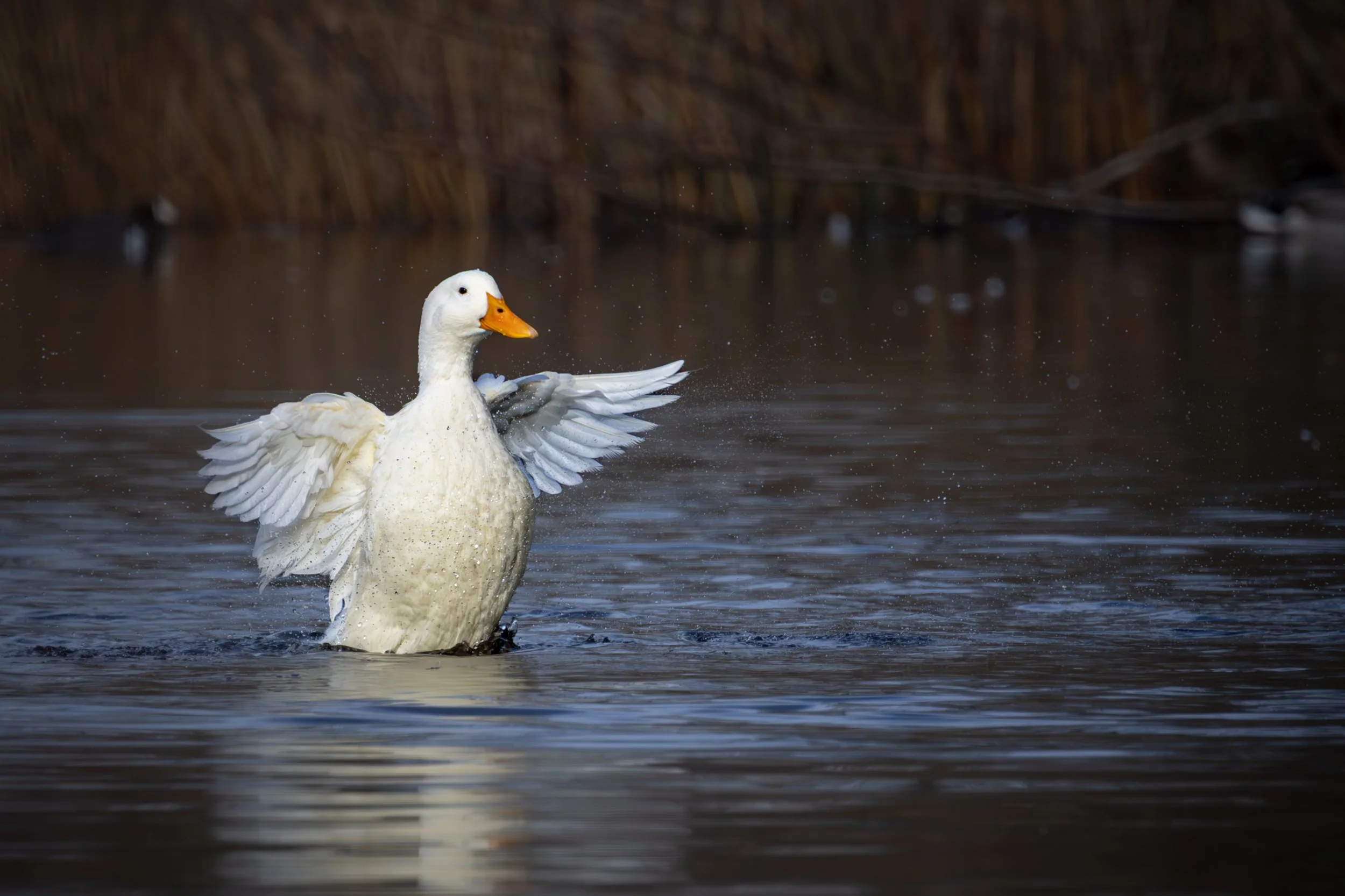 A white duck with an orange bill splashing water in a pond with a dark background.