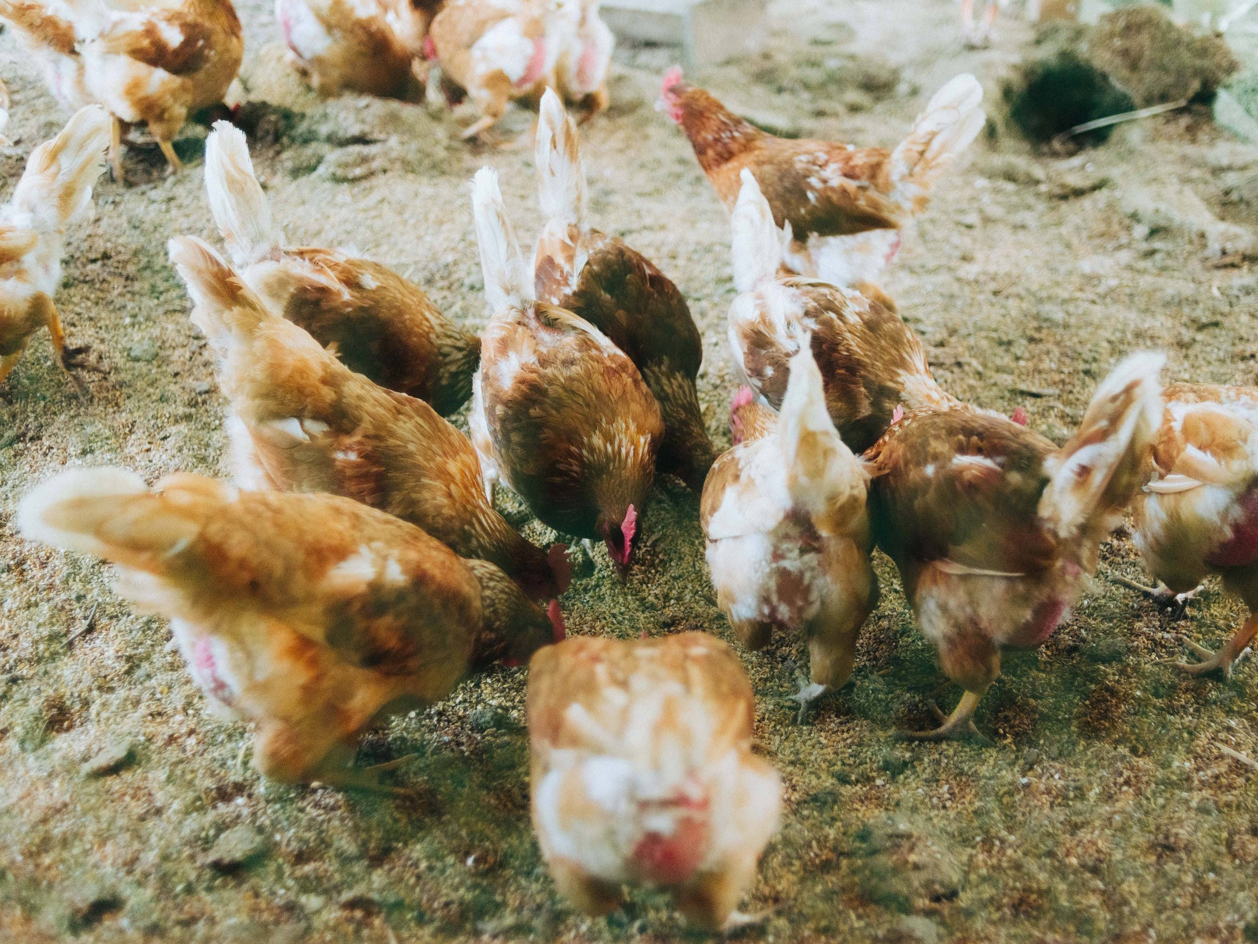 A group of brown hens pecking at the ground for food on a farm or inside a barn.
