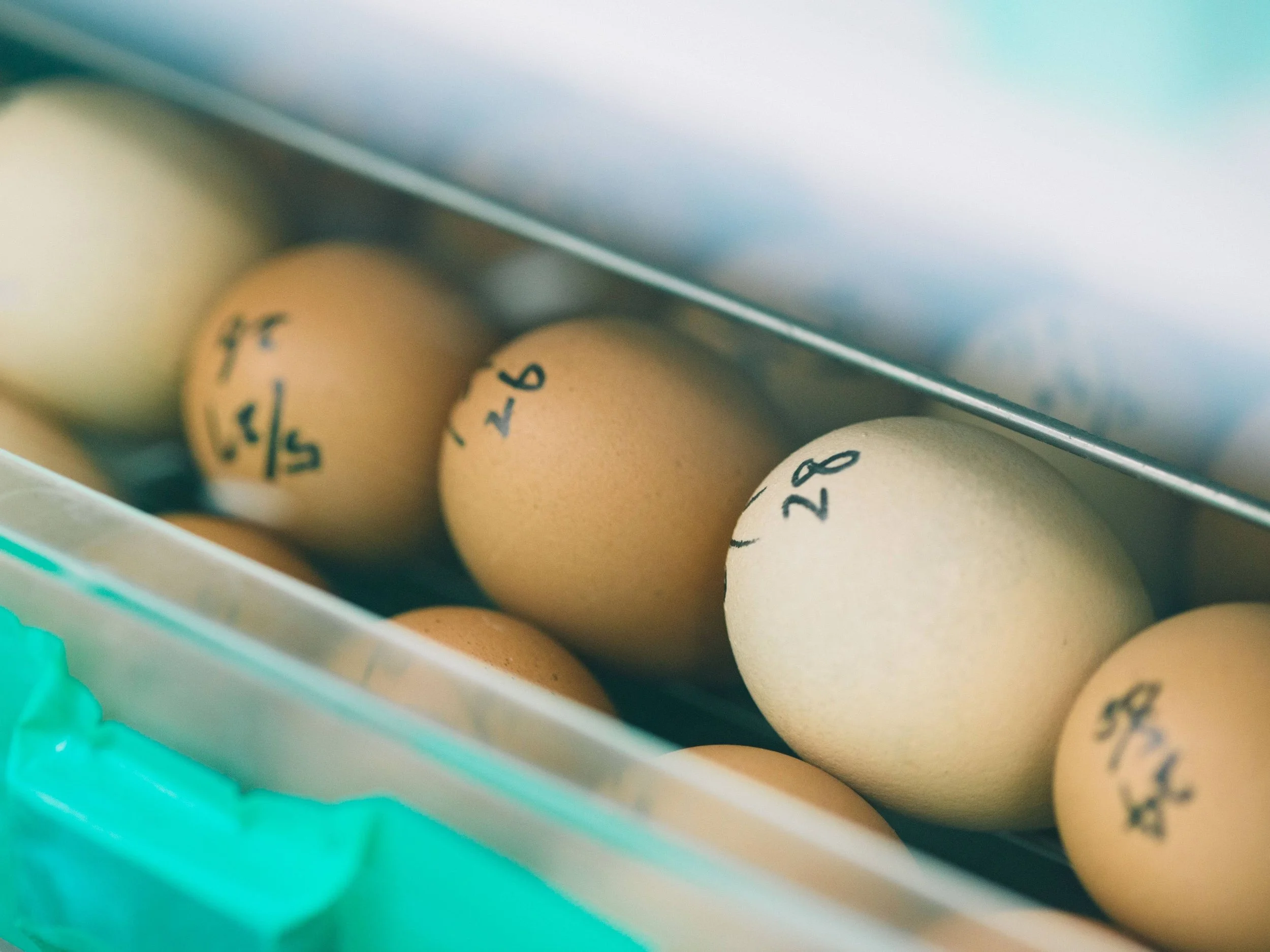 Research Paper Published: Controlling Protein Expression via Targeted Ovomucoid Elimination in Chicken Eggs