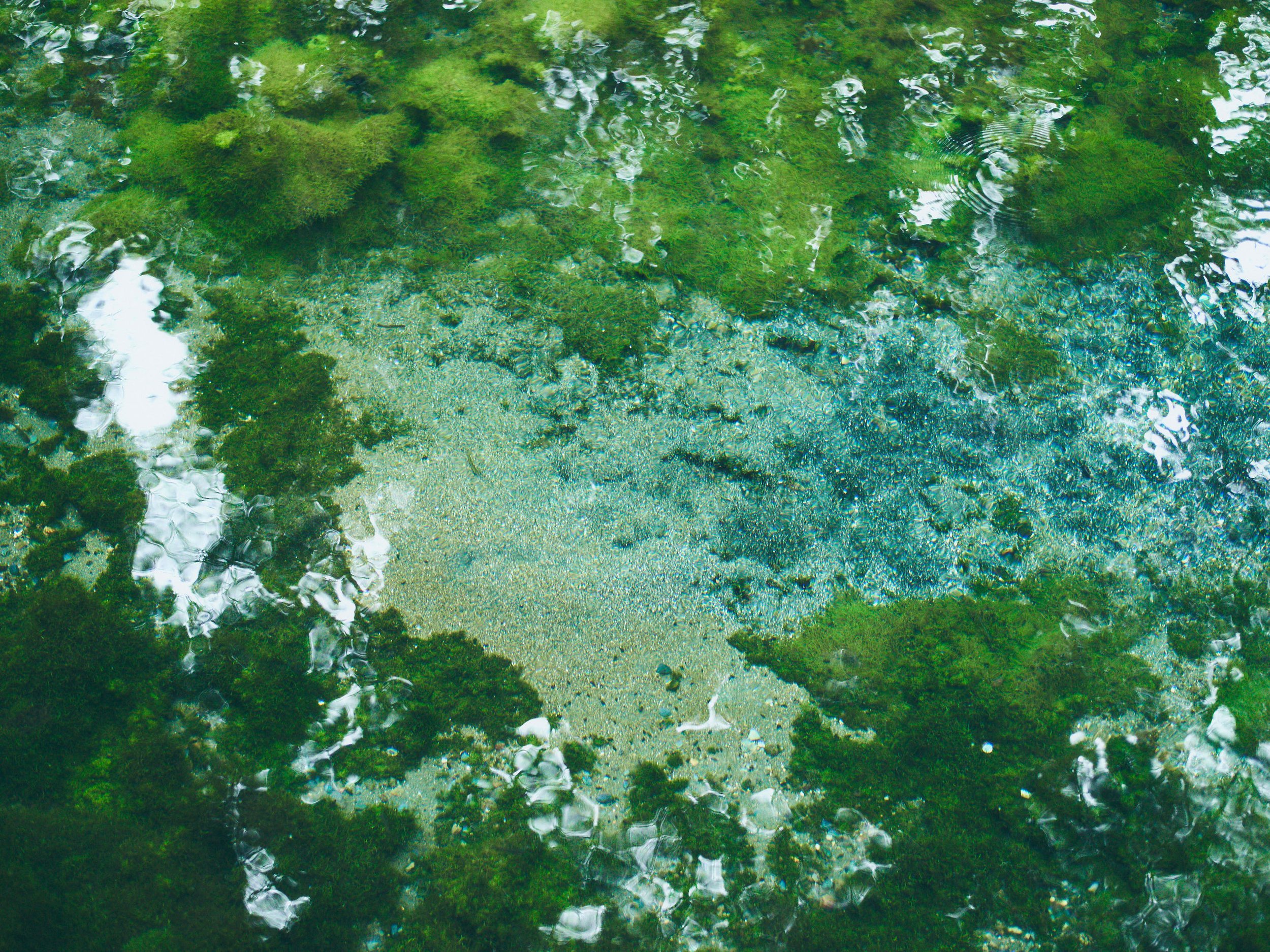 Underwater view of rocks and green algae in clear water