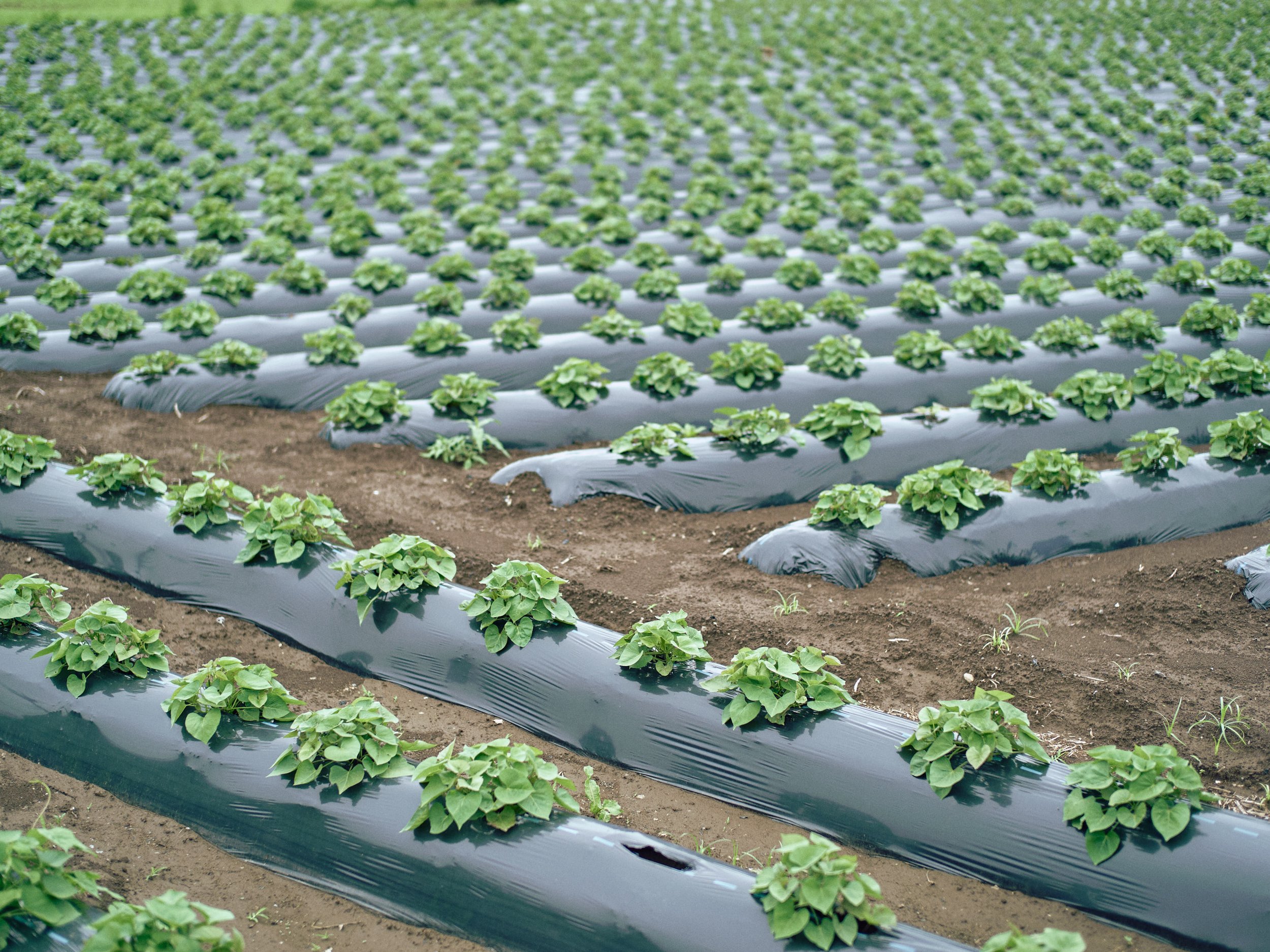 Rows of green leafy plants growing in a farm with black plastic mulch covering the soil.