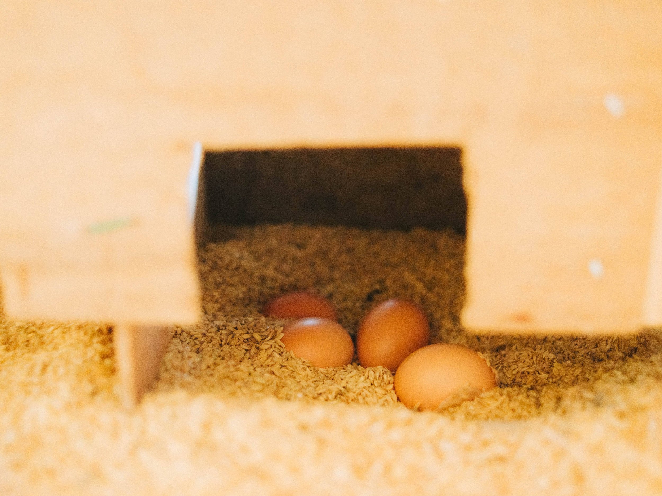 Four brown eggs inside a cardboard box filled with rice or grains.