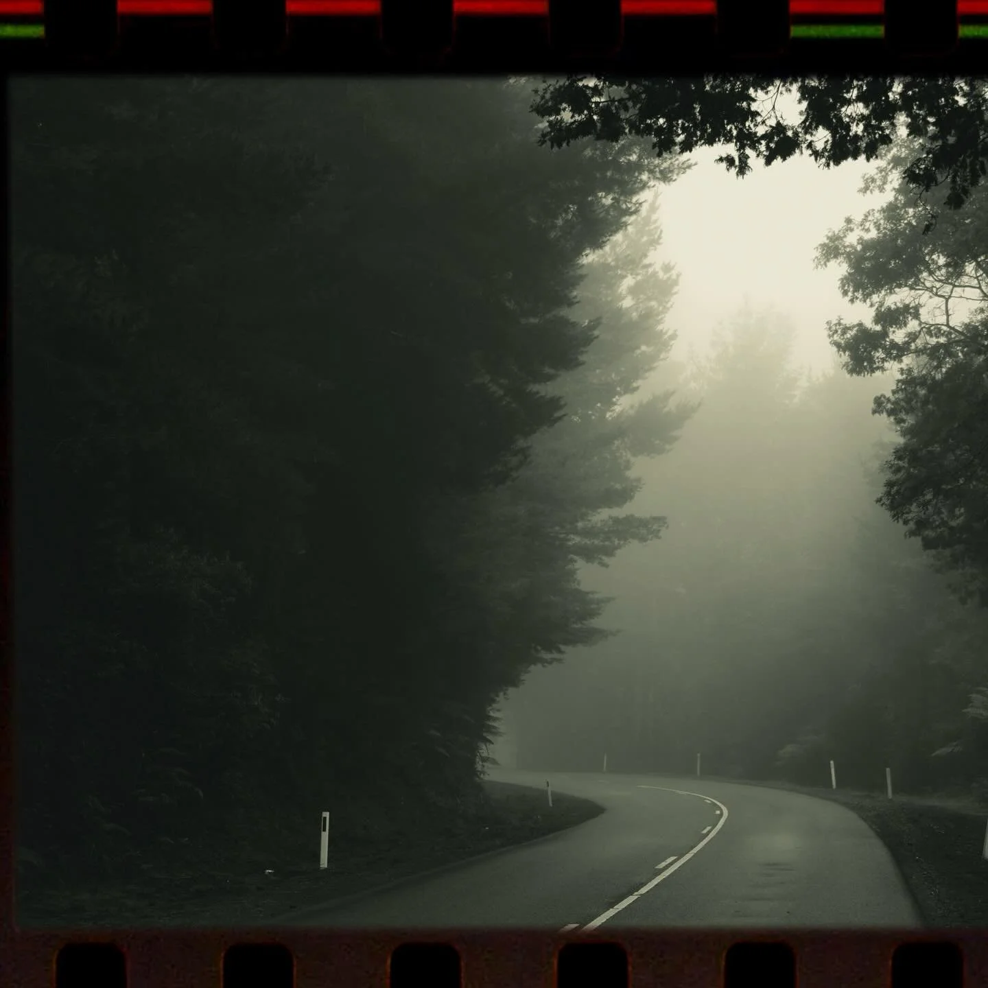 tassie in autumn files🍂🎞️