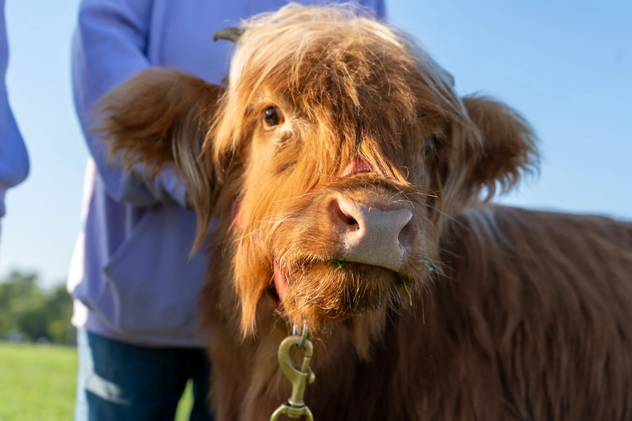 Close-up of a Highland cow with long reddish-brown hair and a thick beard, standing outdoors on a sunny day.