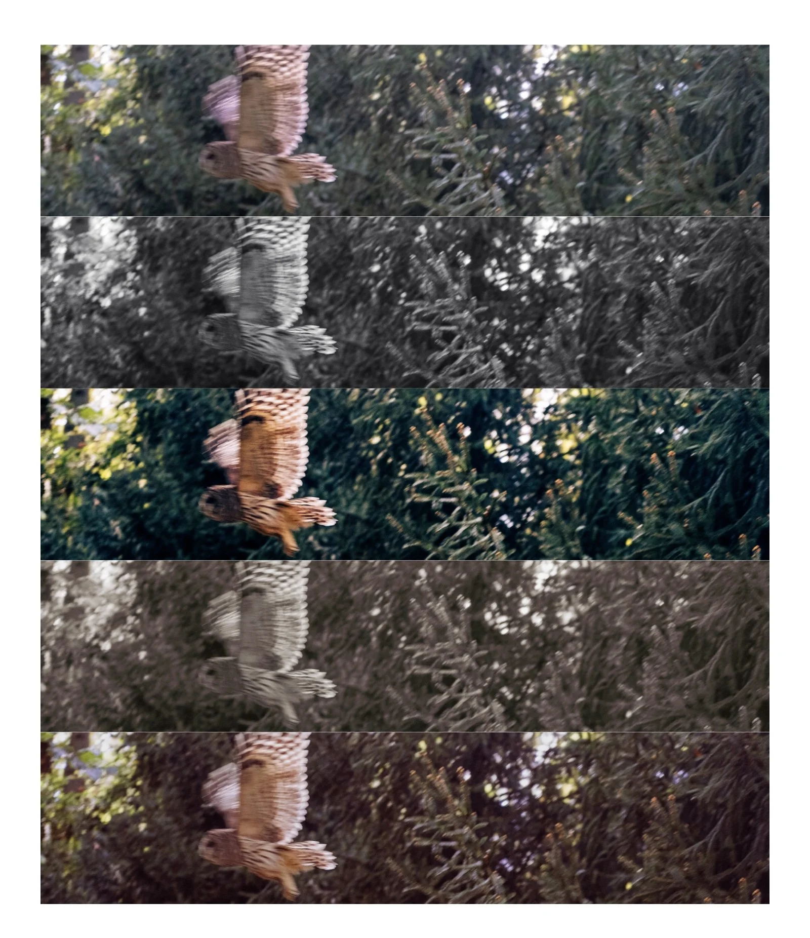 Sequence of five images showing a bird flying through a forest, with the images progressively changing from color to black and white and back to color.