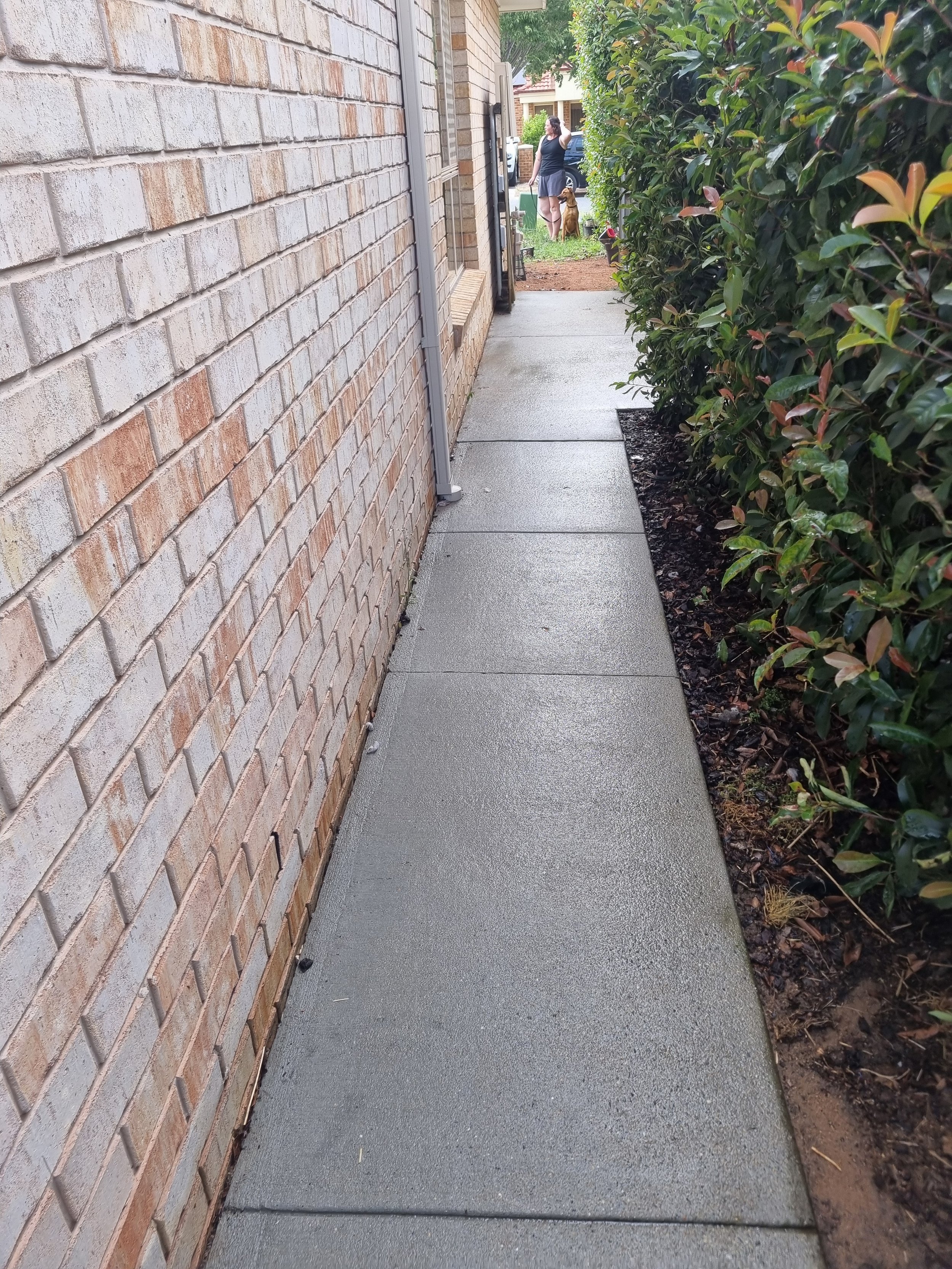 A concrete sidewalk along a brick house wall and a green hedge.