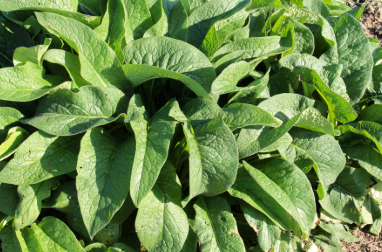 Comfrey: The Old-World Herb That Supports Skin Repair