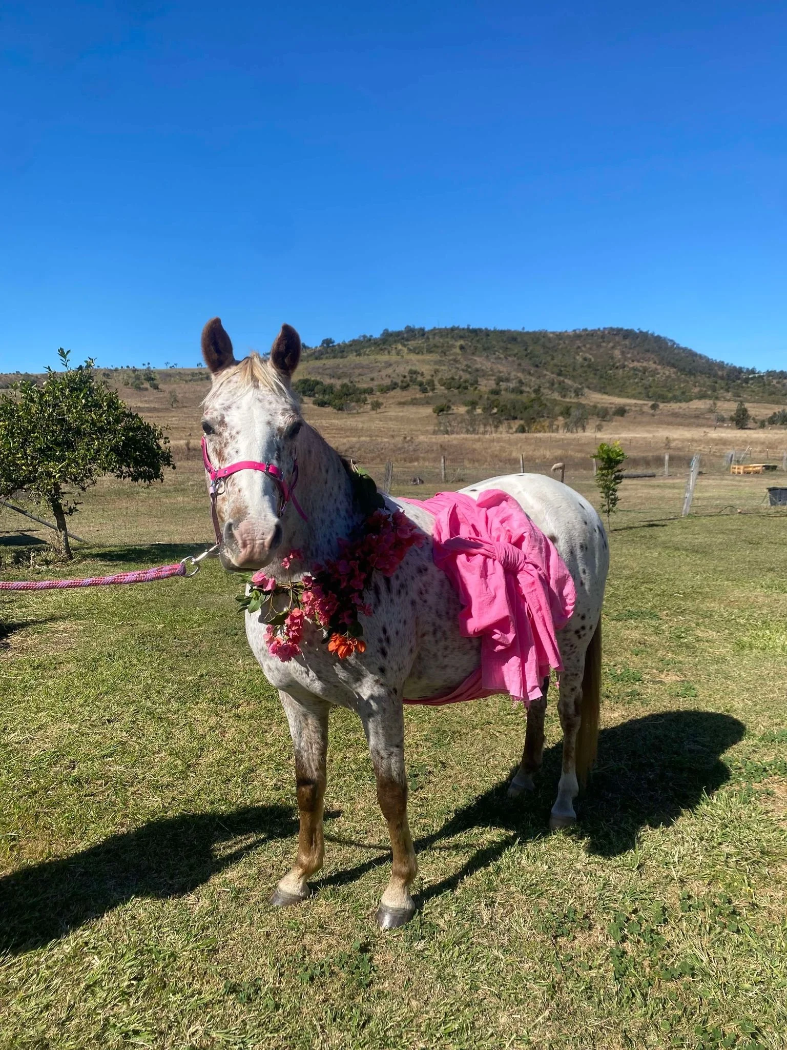 Ruby, our white spotted horse, wearing a pink sash at her baby shower at Migasoka Farm in Queensland