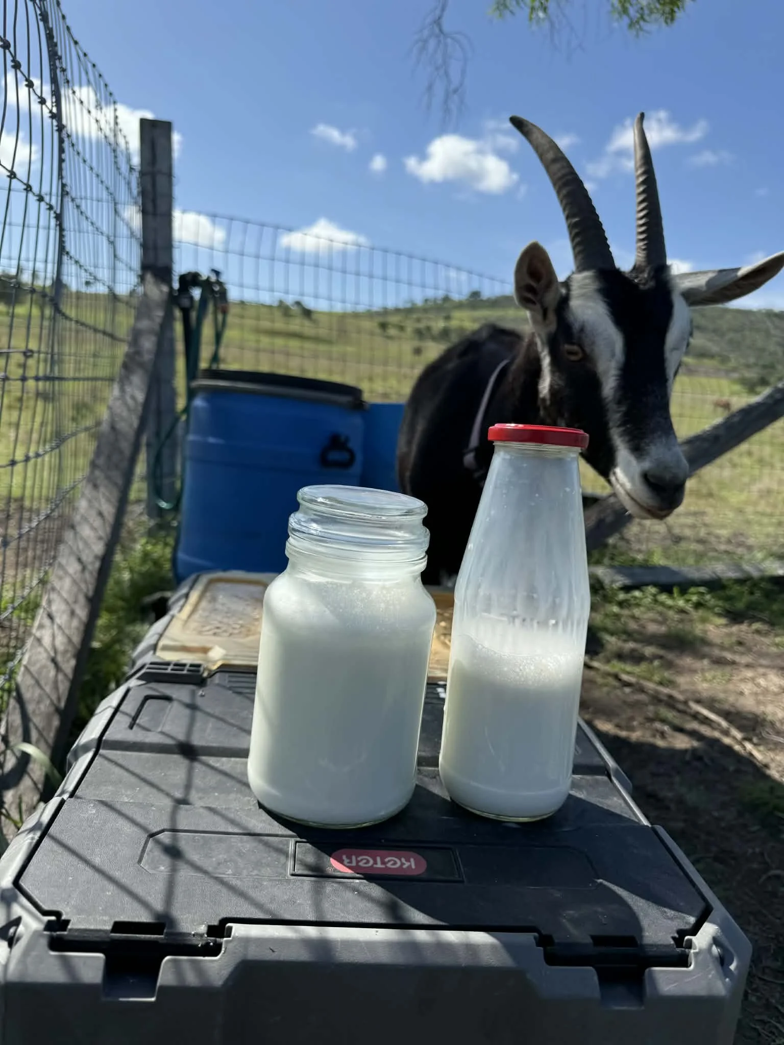 Dolly the goat whose fresh milk is used in our Calm Cleanser with Goat Milk.