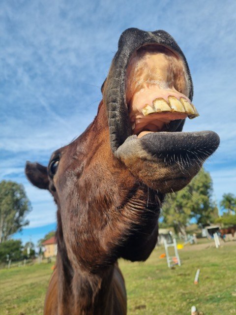 Horse showing the flehmen response at Migasoka Farm in Queensland