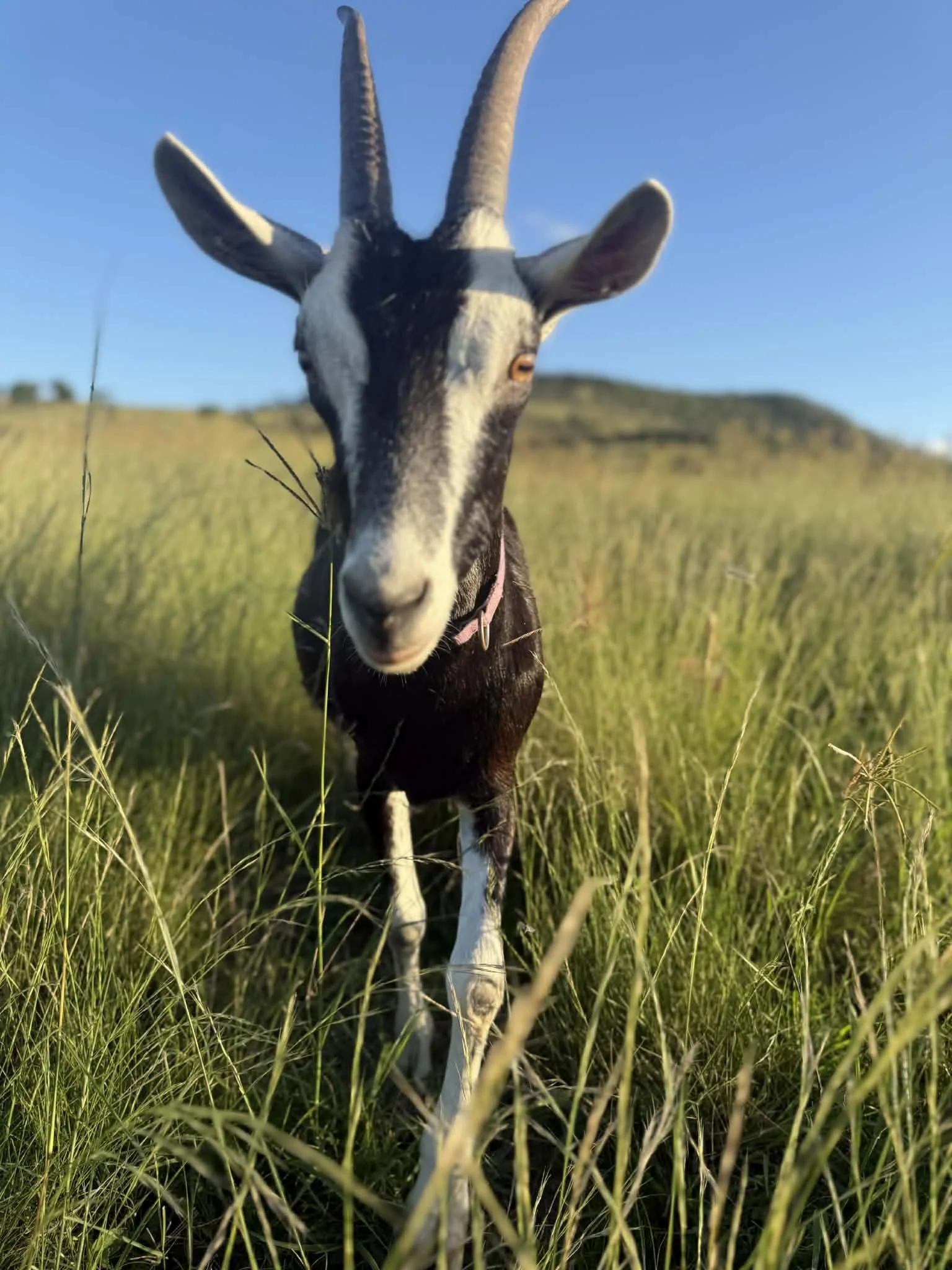 Dolly, the milking goat whose milk is used in Migasoka Farm products, grazing in a green paddock in Queensland