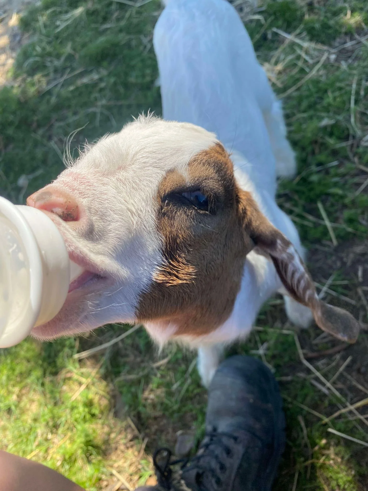Bottle-feeding a baby goat at Migasoka Farm in Queensland