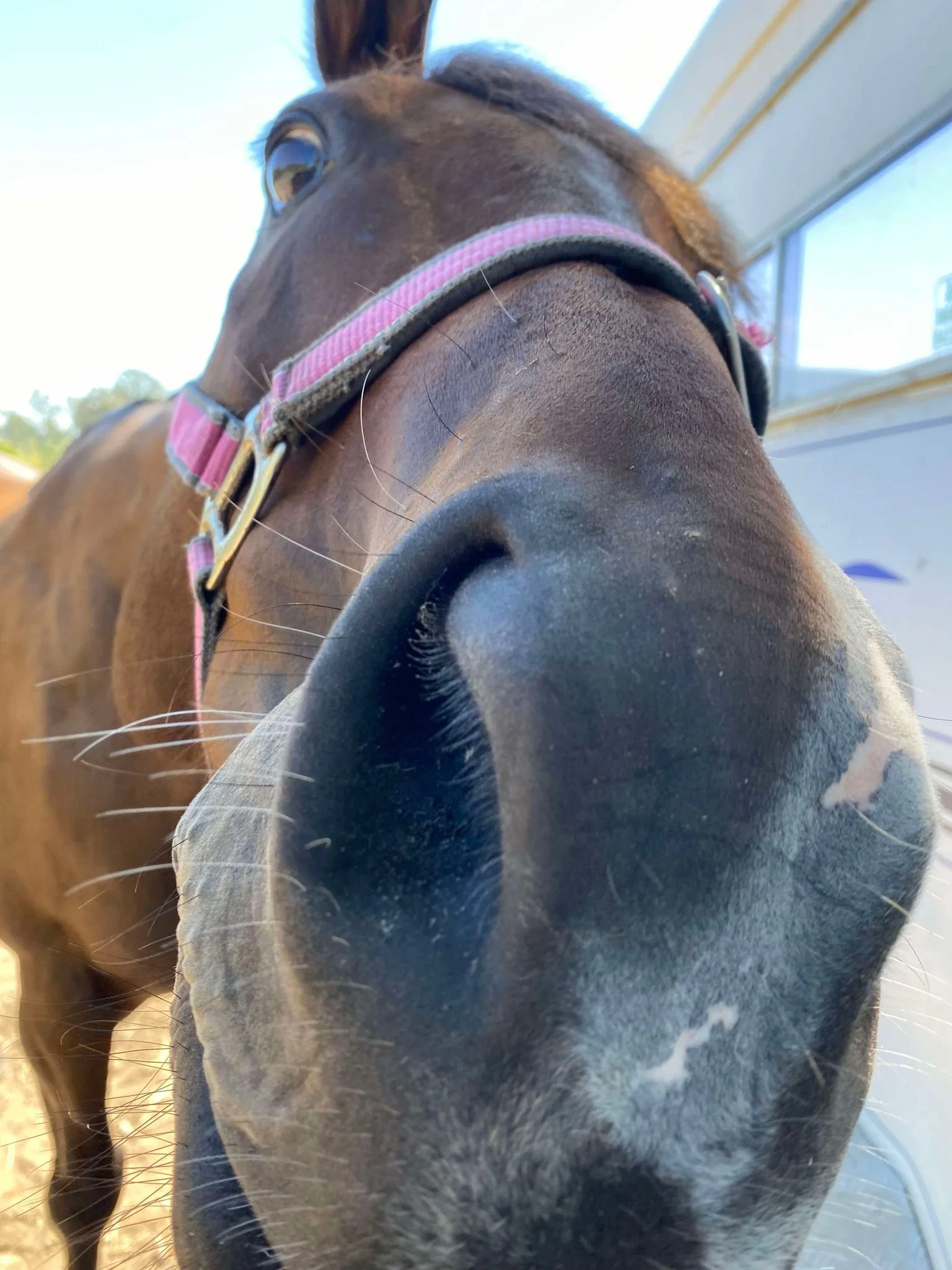 Yeehaa Comfrey Balm 🐎