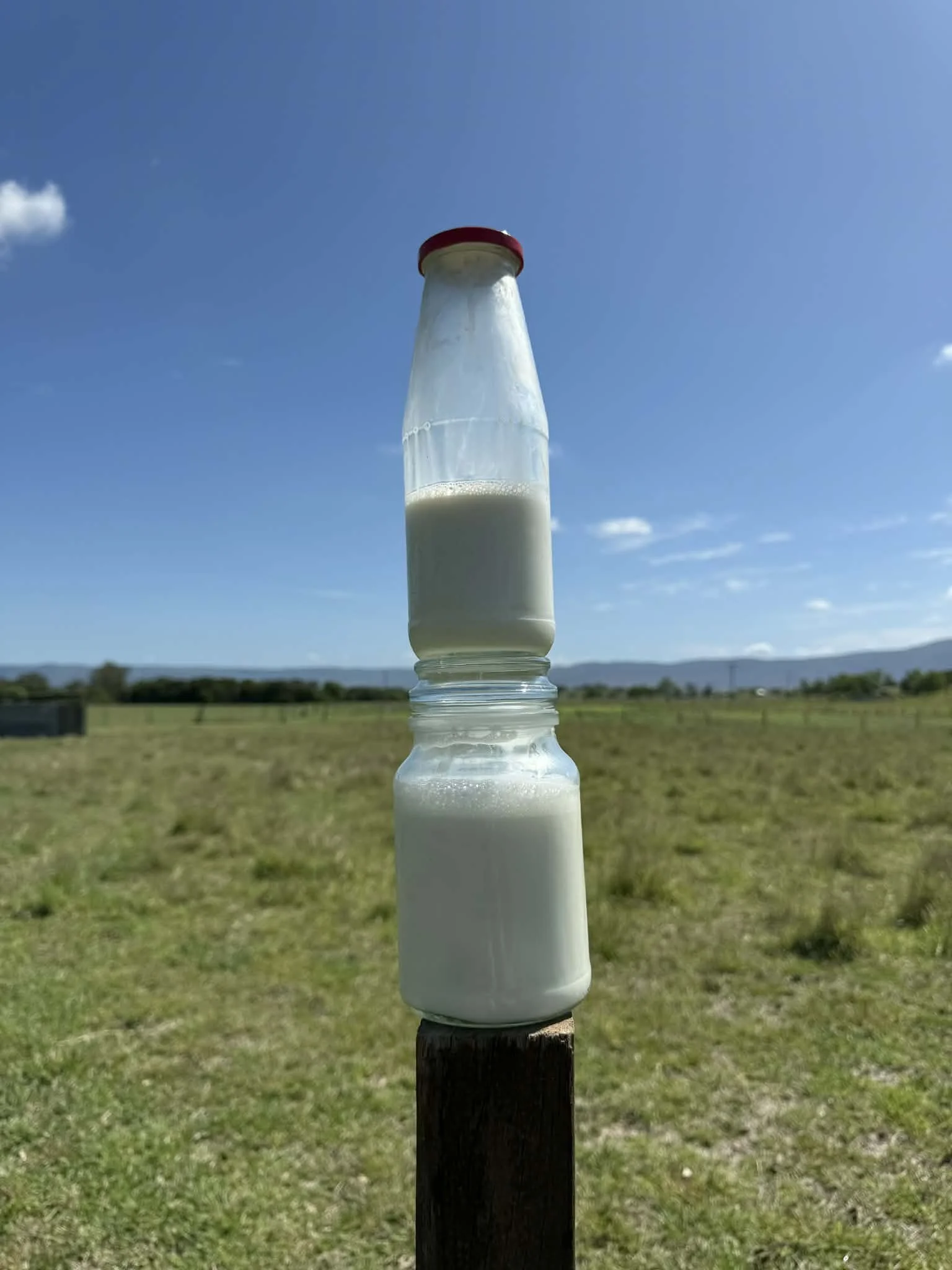 Fresh goat milk from Dolly, our milking goat at Migasoka Farm, with green paddocks and blue sky in Queensland