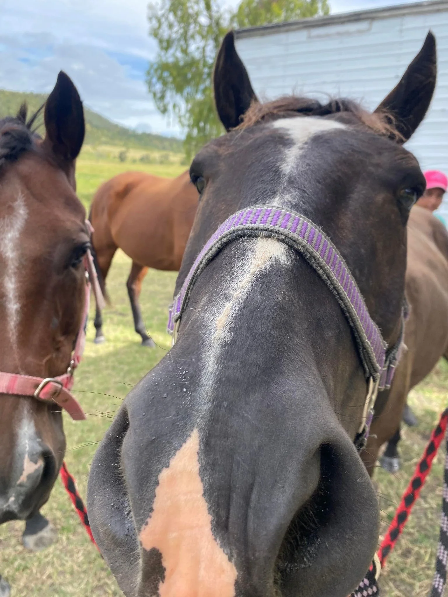 Two horses at Migasoka Farm, one brown and one black, with the black horse close to the camera in Queensland