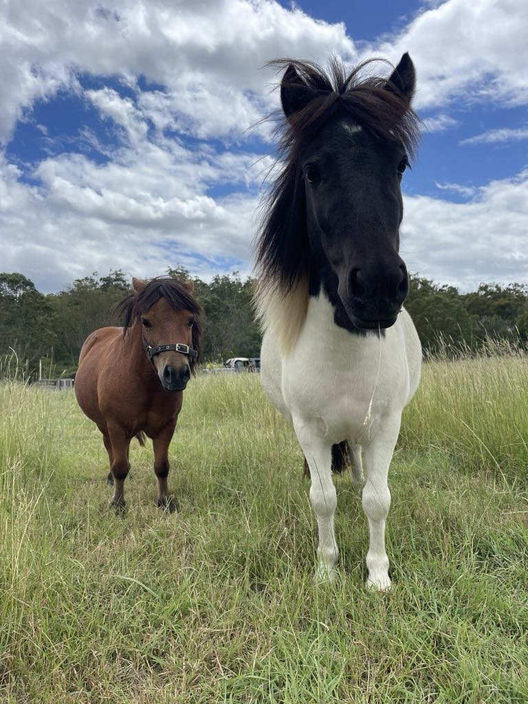 Standing with two horses at Migasoka Farm, sharing a quiet moment together in Queensland